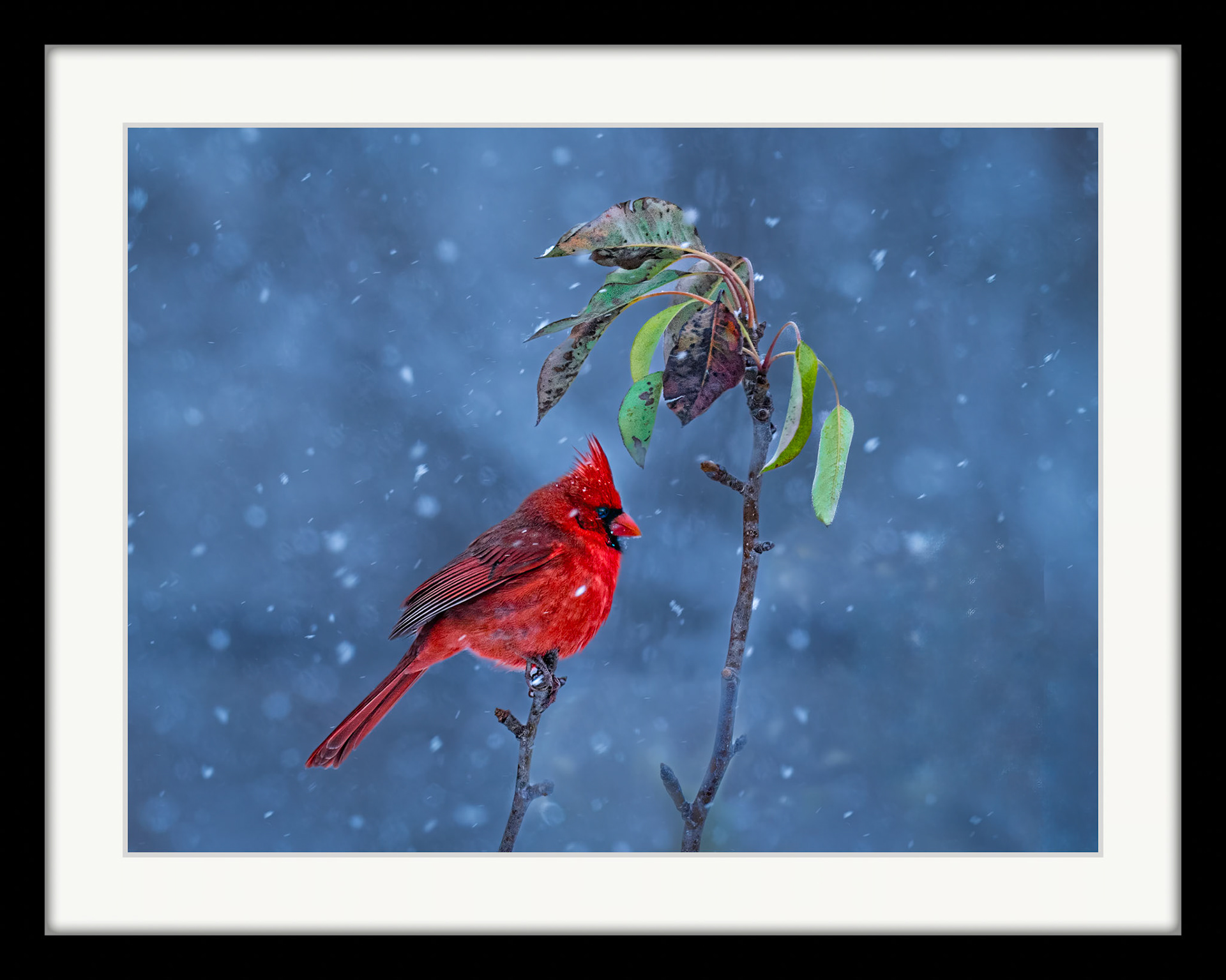 0833 Cardinal