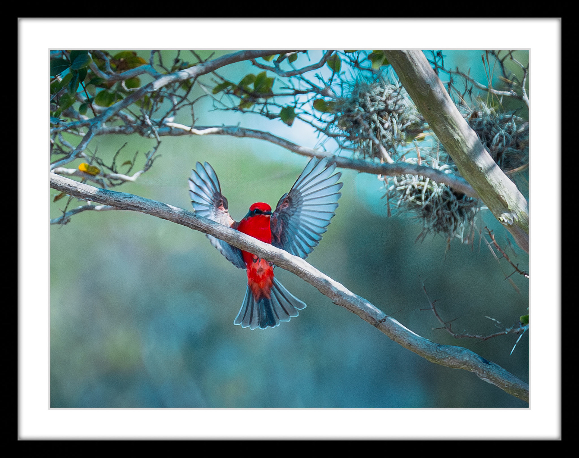 5779 Vermilion Flycatcher