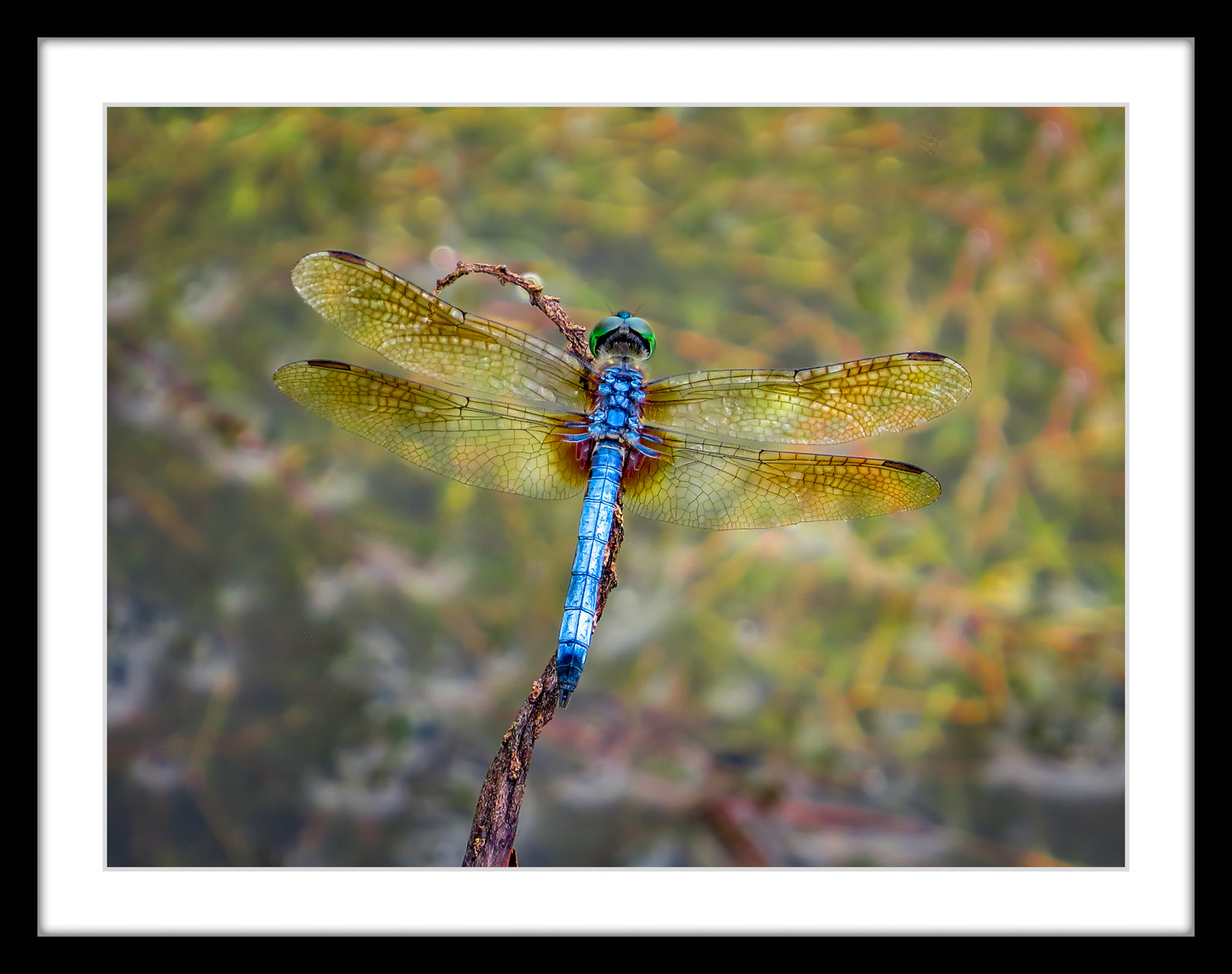0018 Blue Dasher