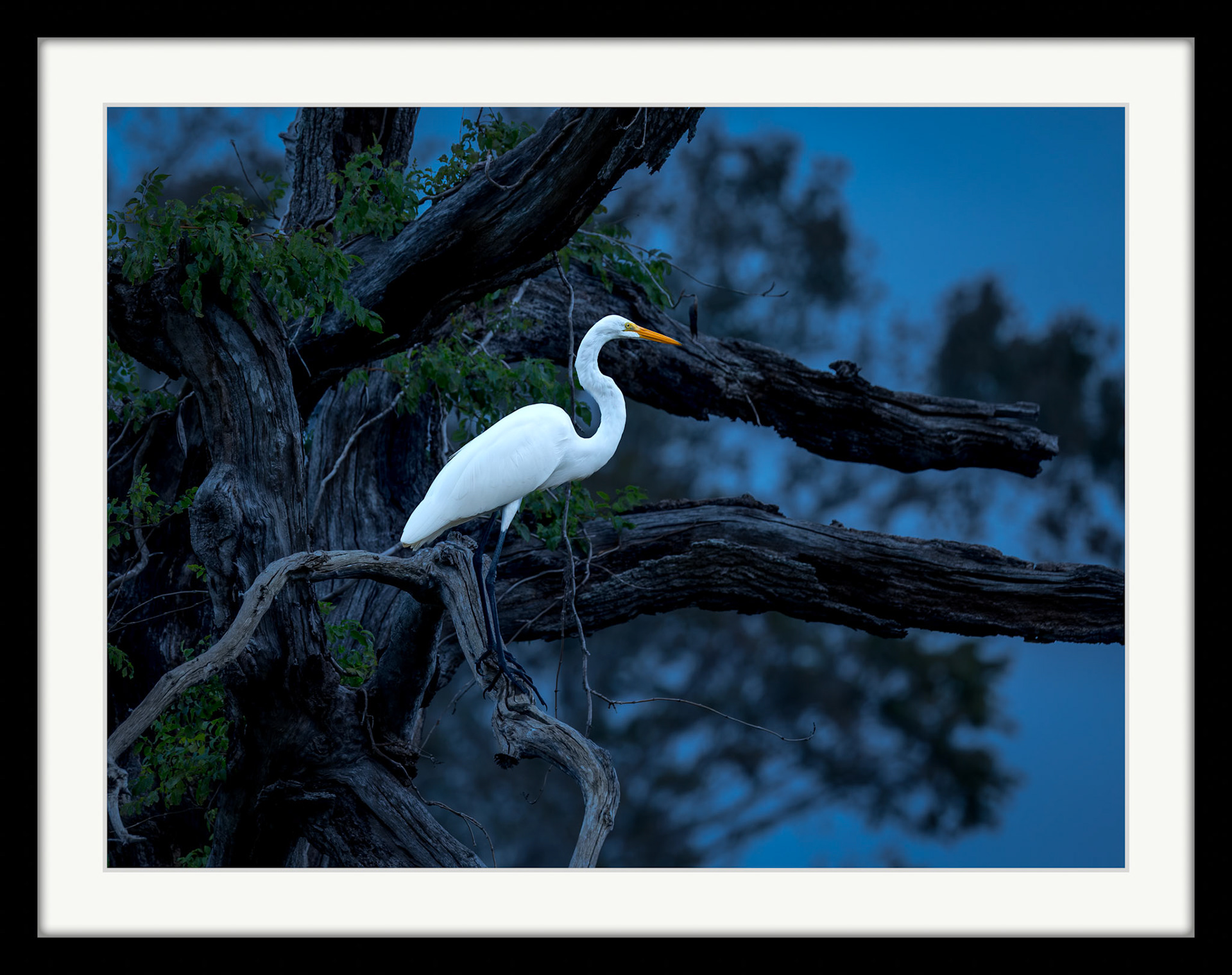 7723 Great Egret Stands Guard