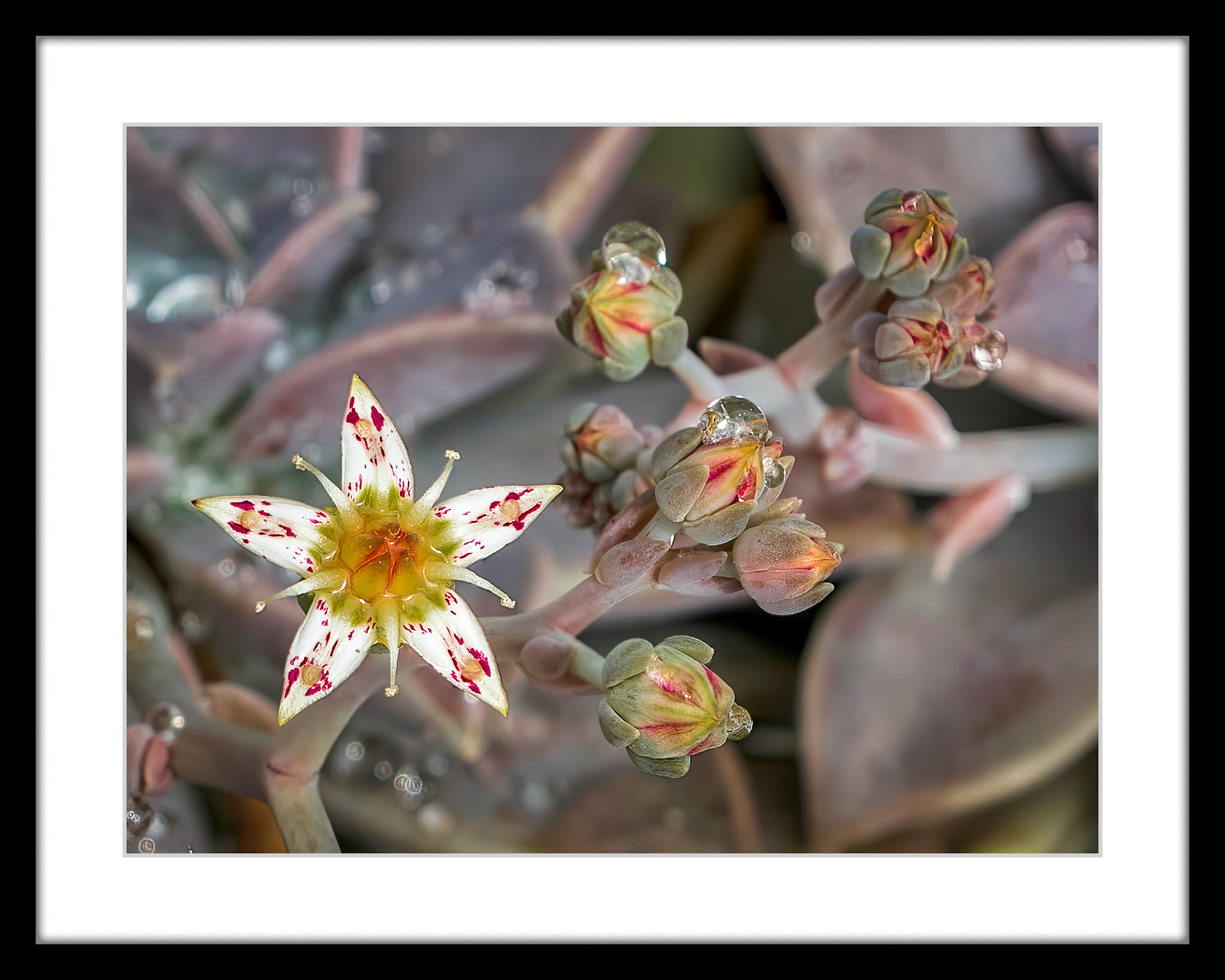 1234 Hens and Chicks