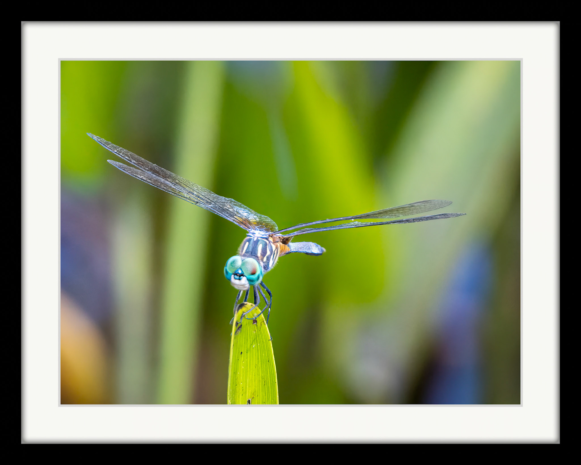 7116 Blue Dasher