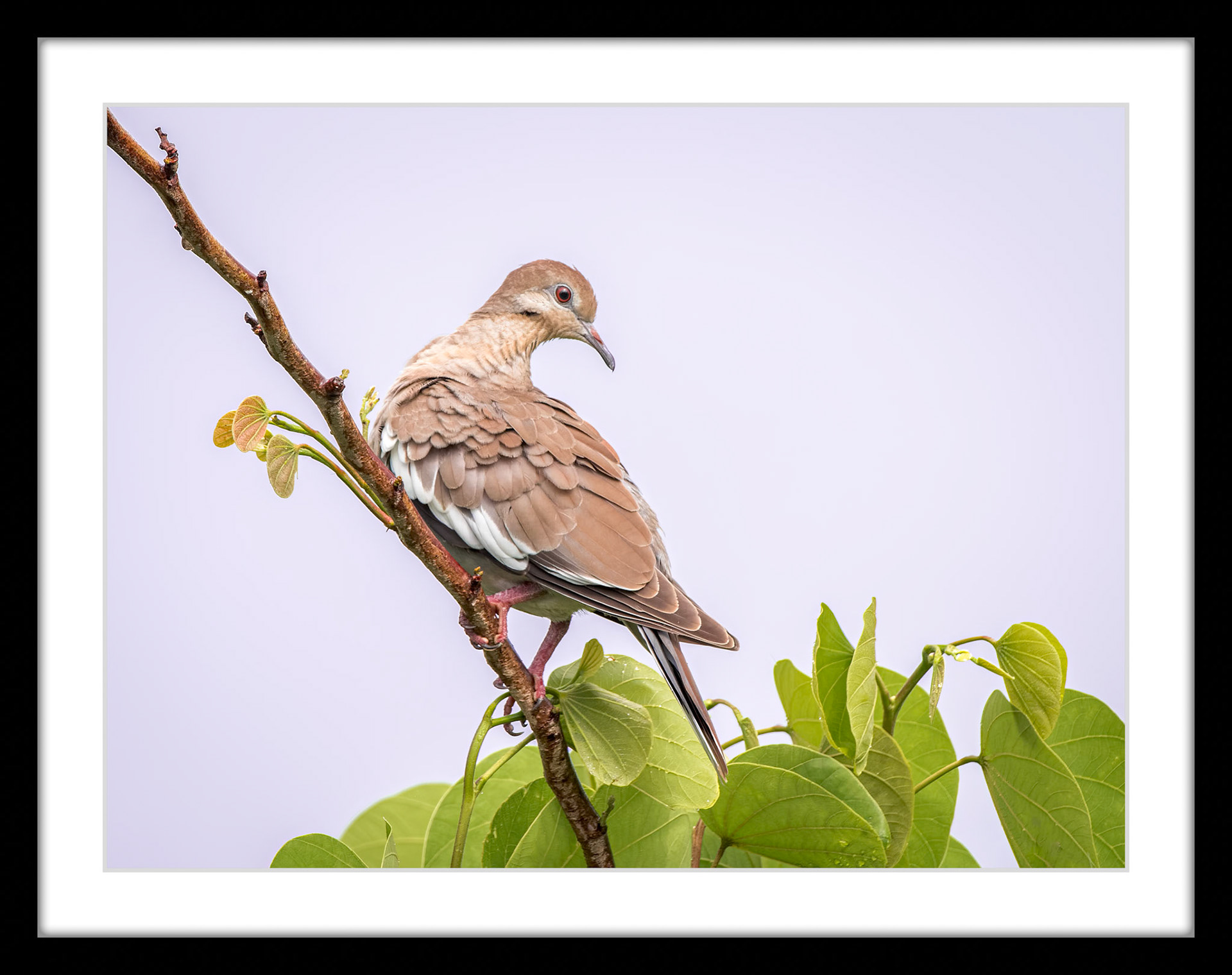 2367 White Winged Dove