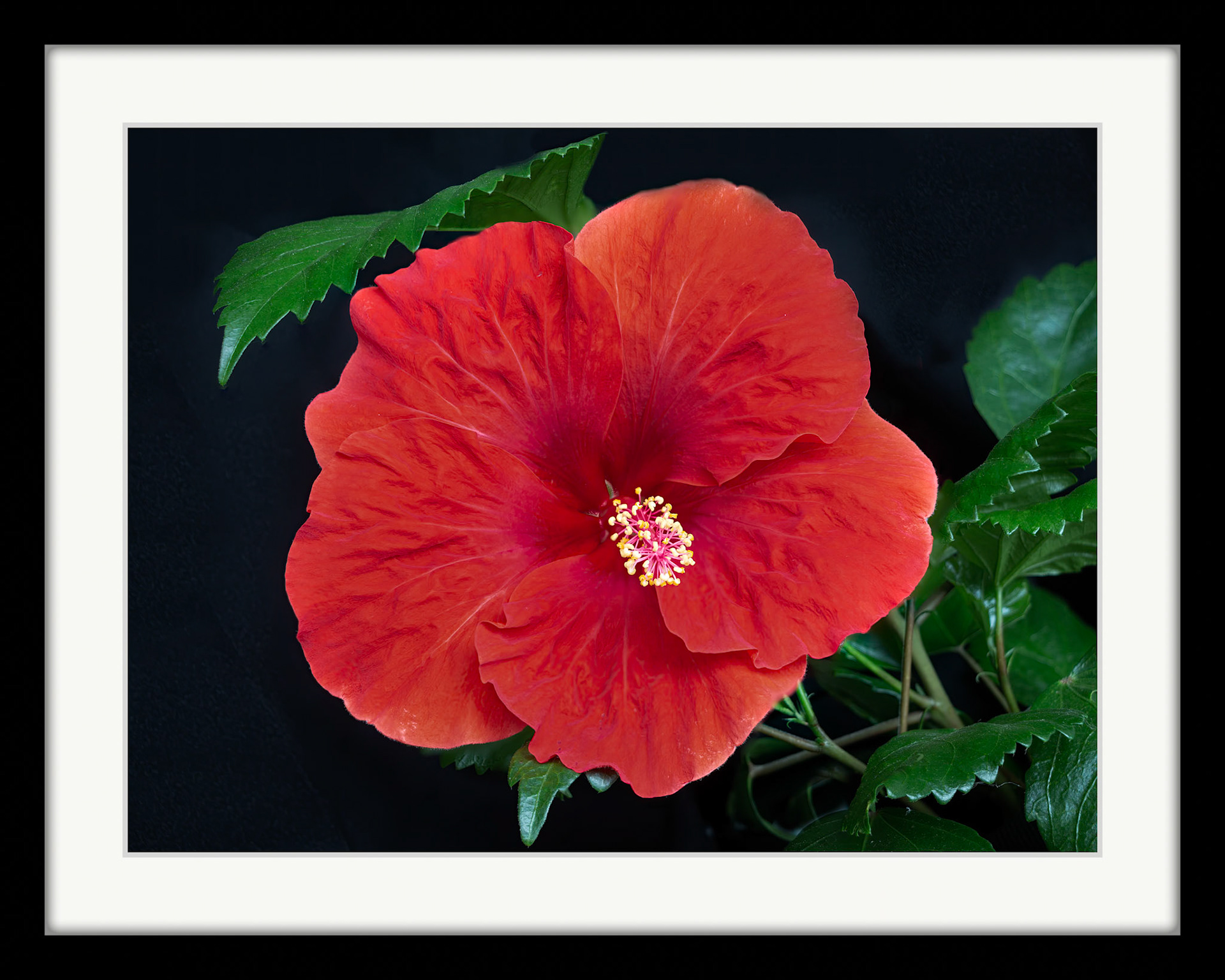 4164 Hibiscus