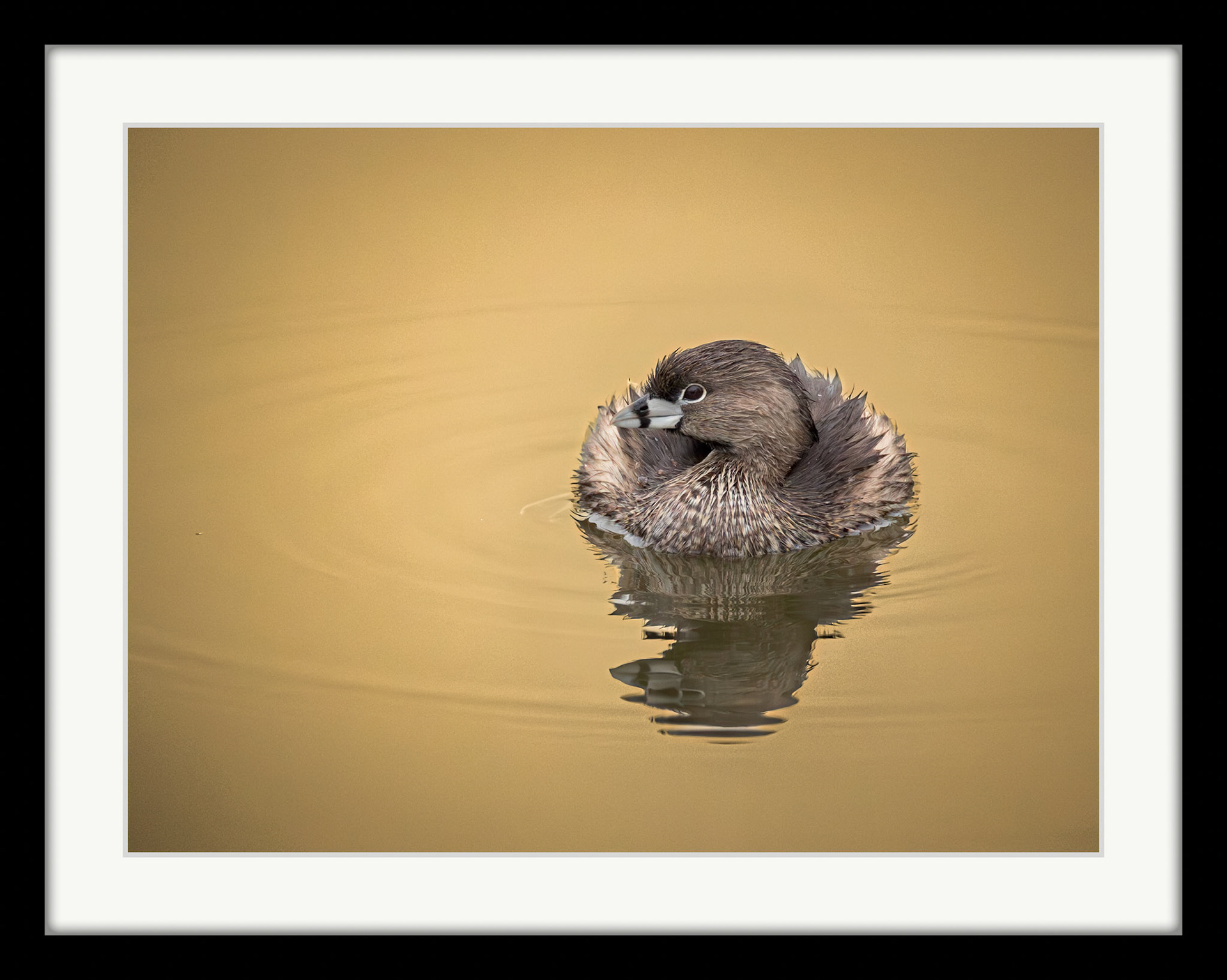 7351 Pied-billed Grebe