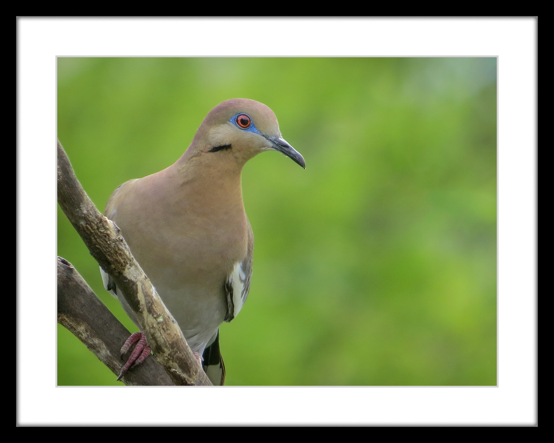 2063 White-winged Dove
