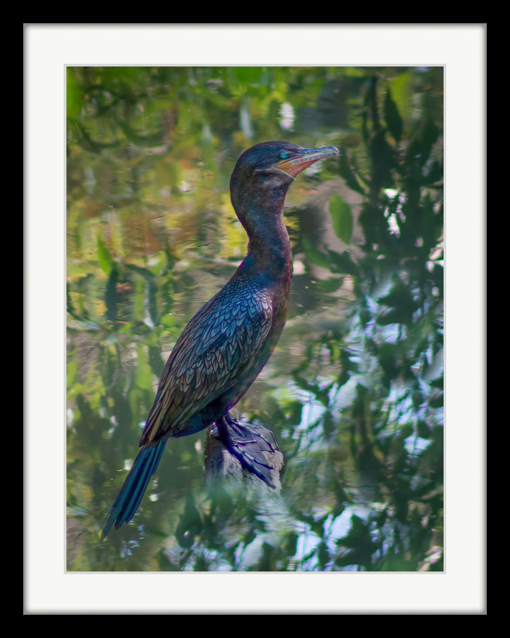 1079 Double Crested Cormorant