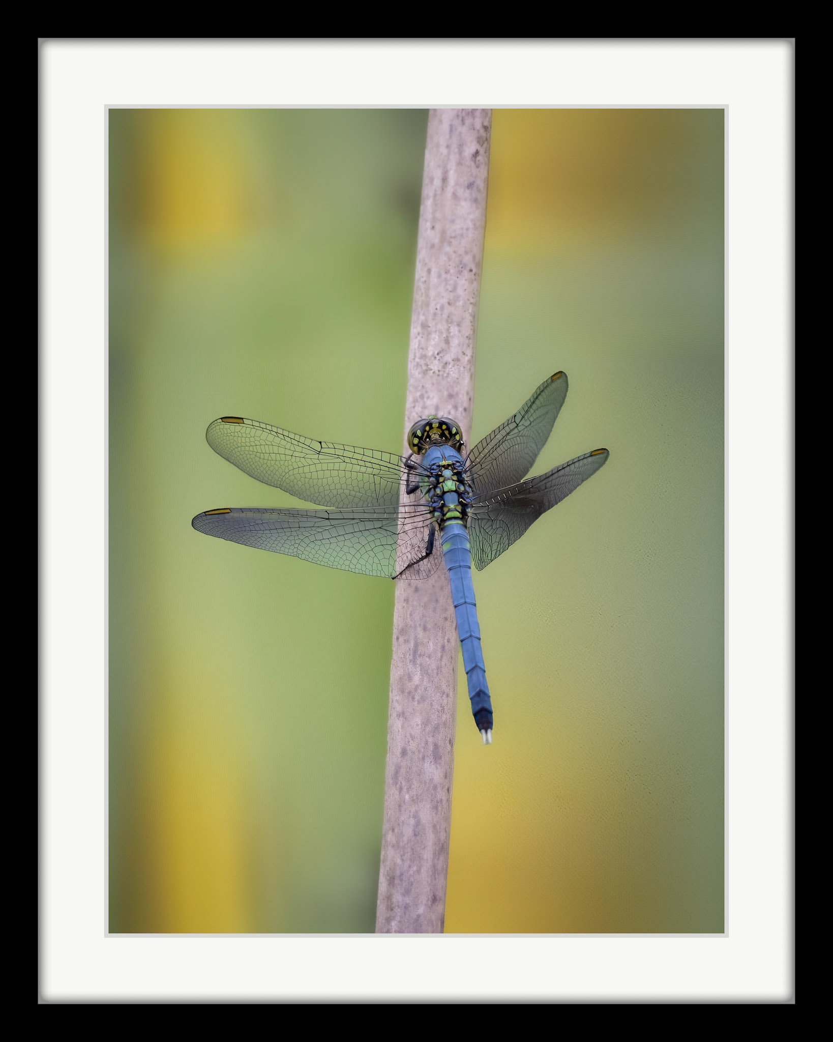 3903 Eastern Pondhawk