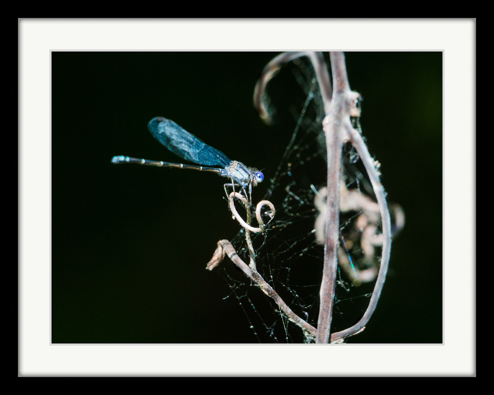 0440 Blue Damselfly