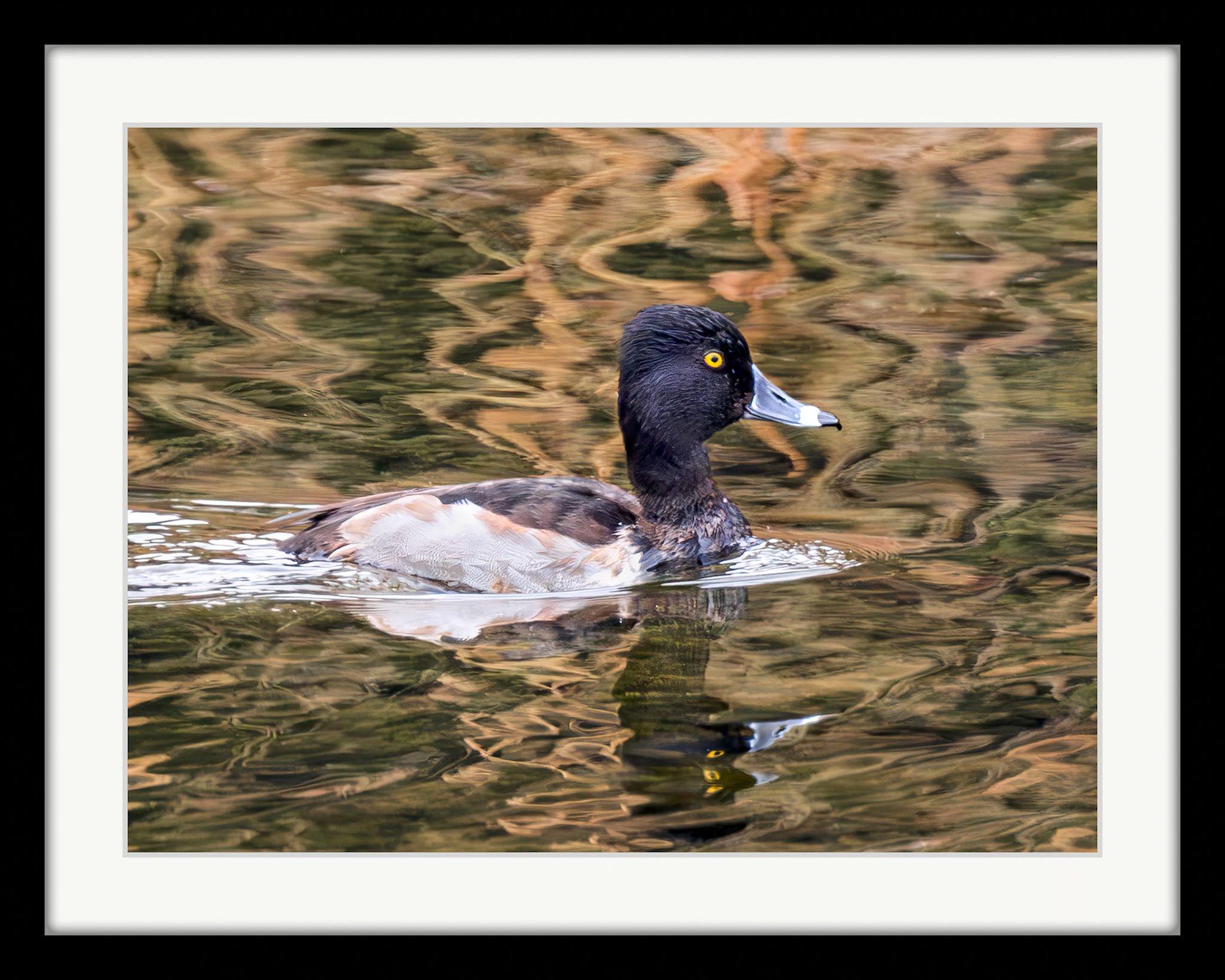 9650 Ring-necked Duck