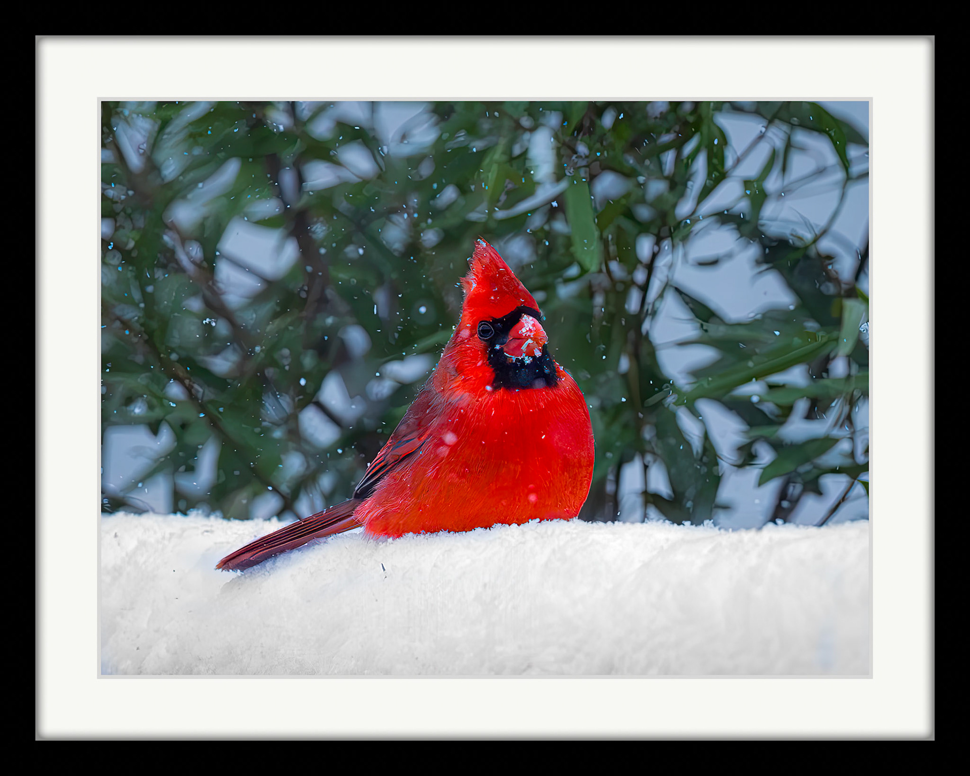 0508 Cardinal