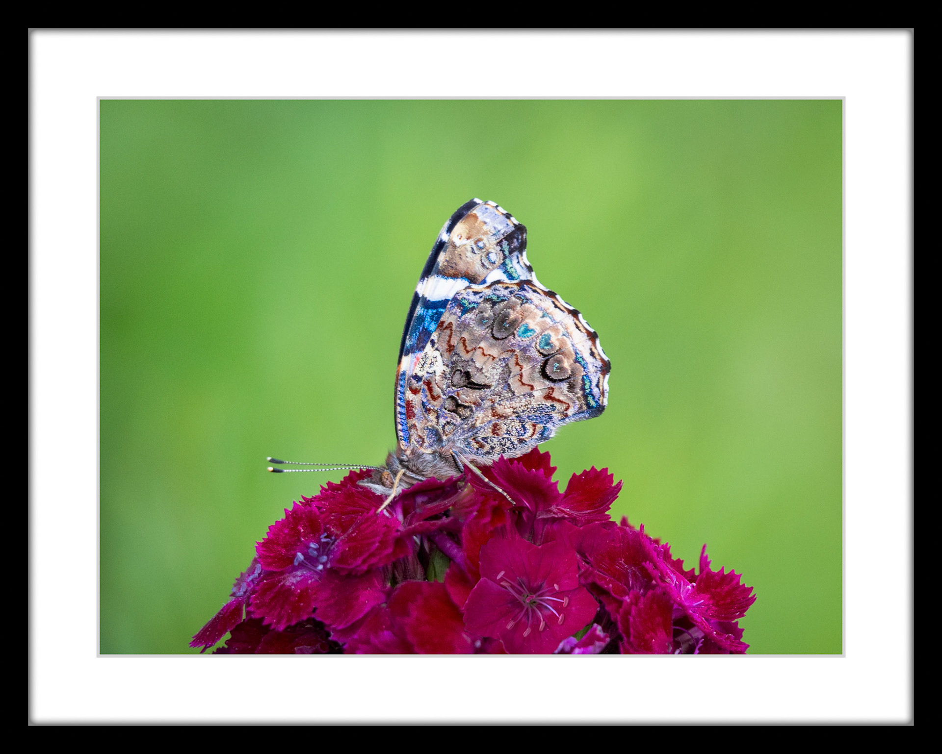 6610 Red Admiral