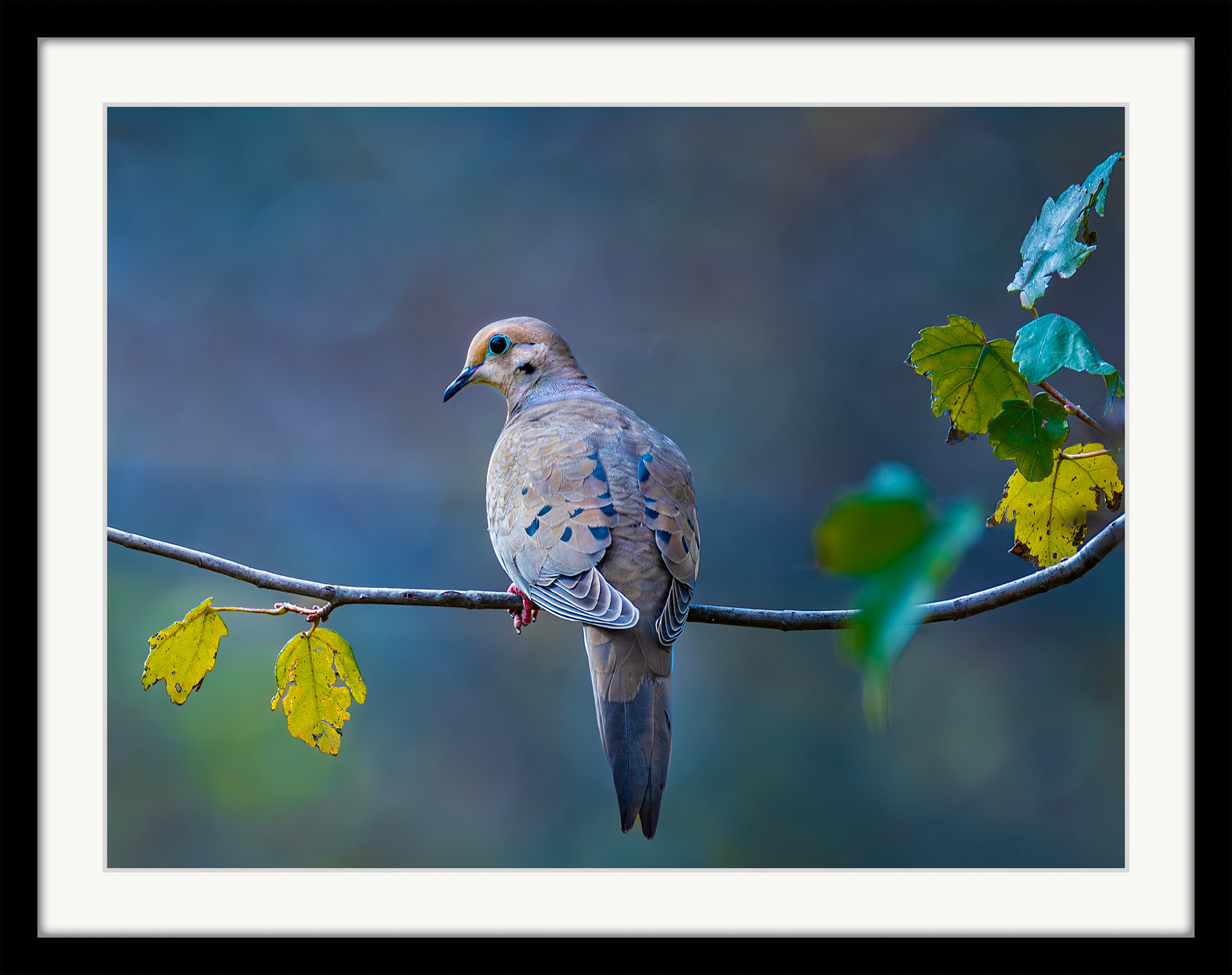 8986 Mourning Dove