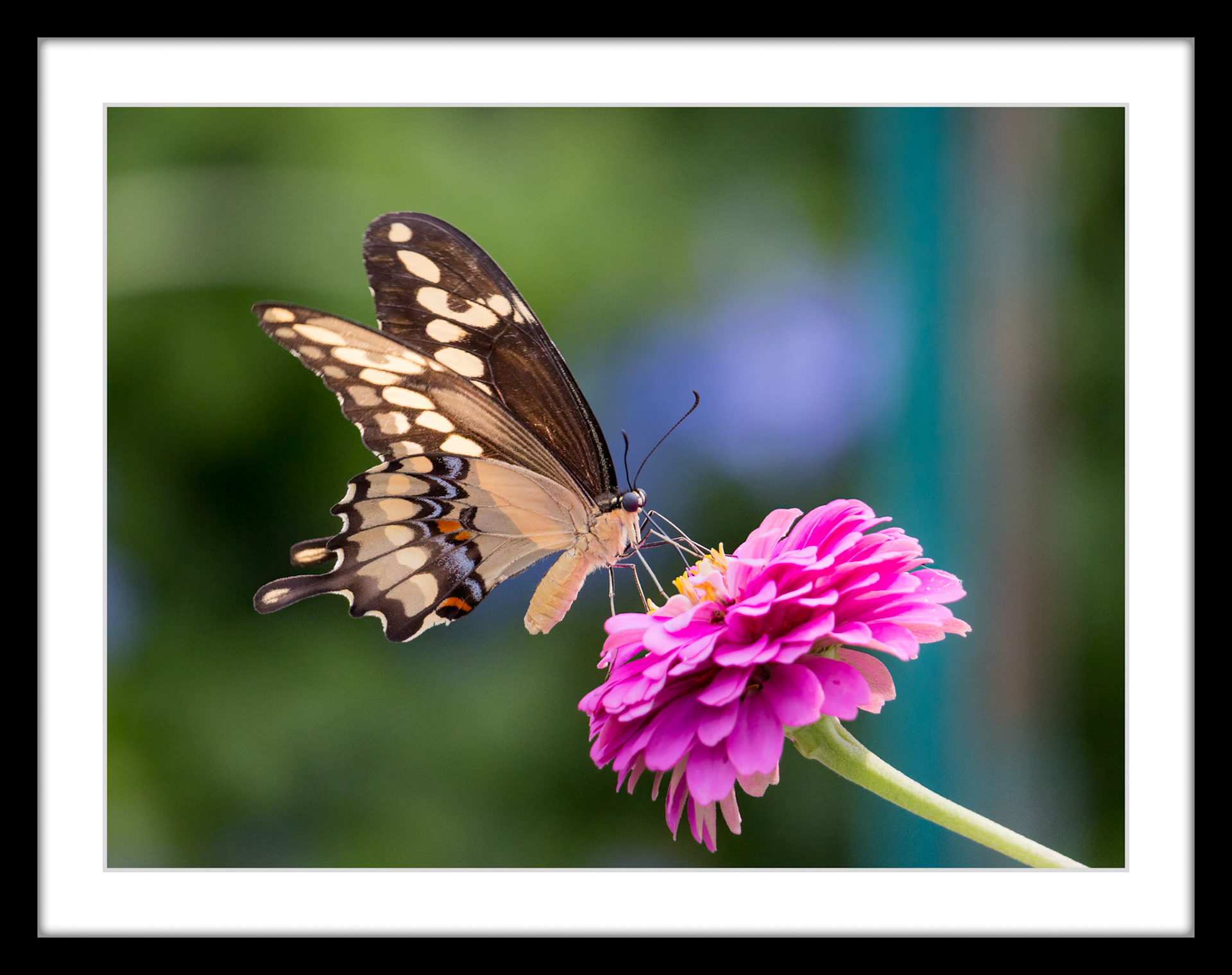 1438 Giant Swallowtail