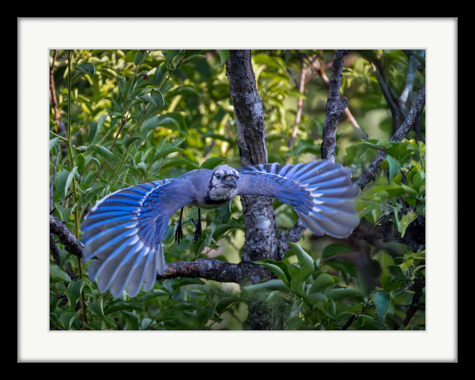 4397 Blue Jay