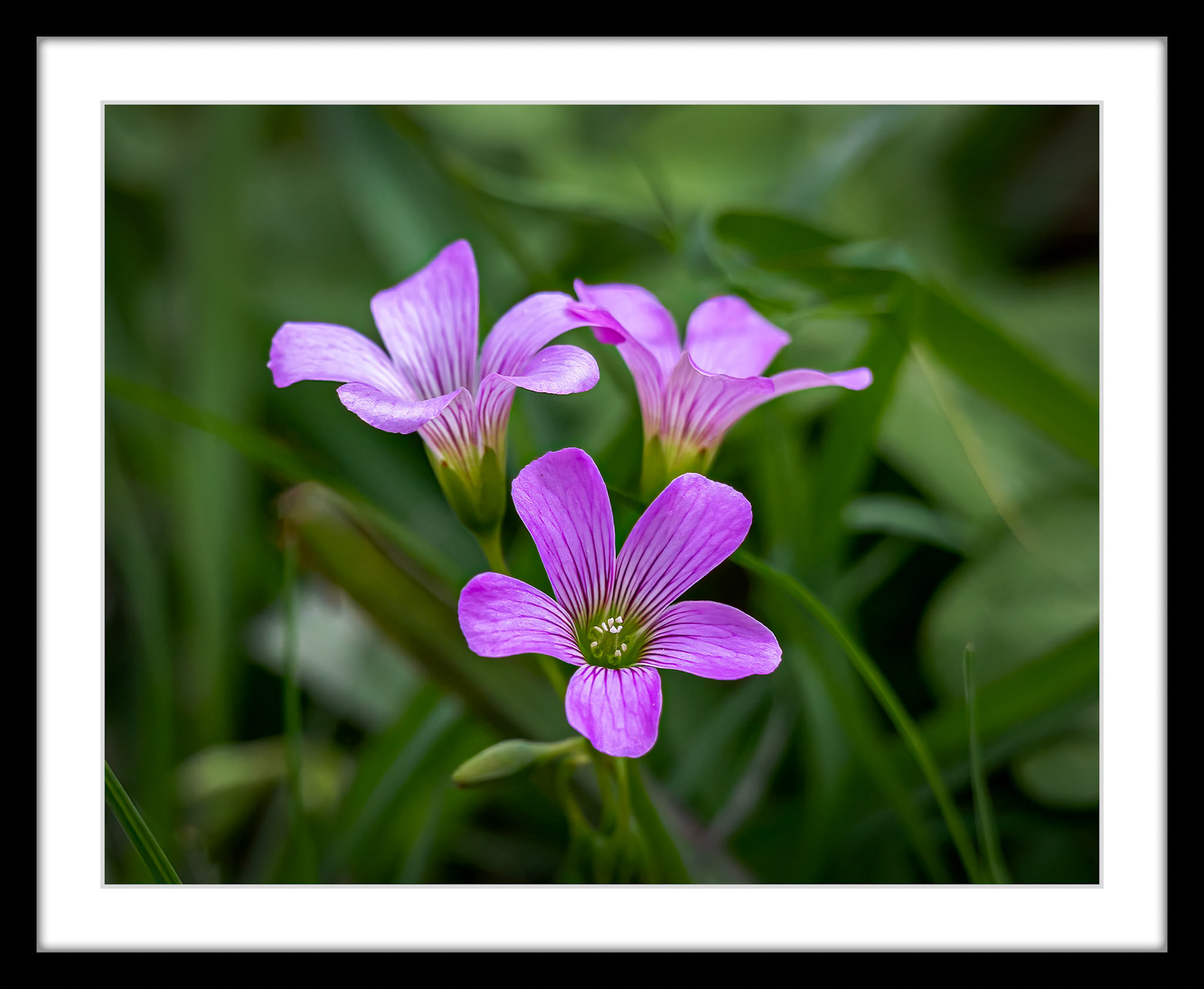 0764 Purple Flowers