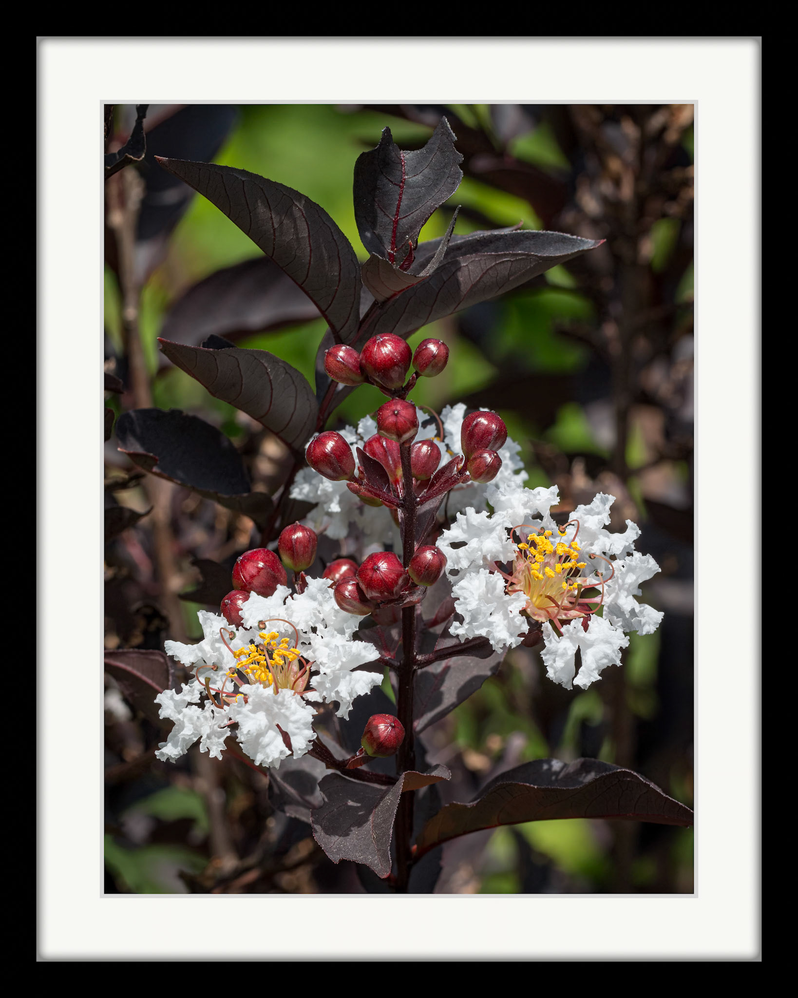 14808Crape Myrtle