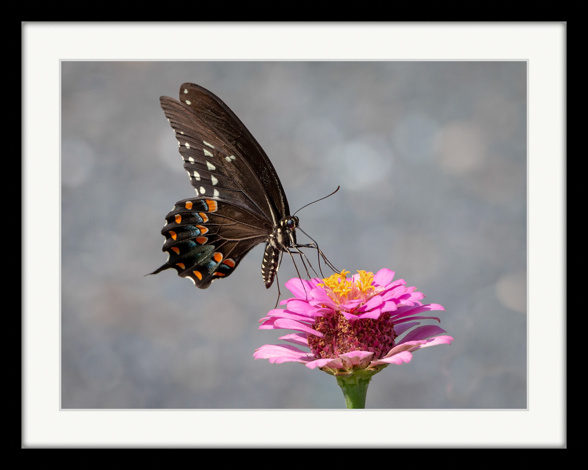 8627 Spicebush Swallowtail