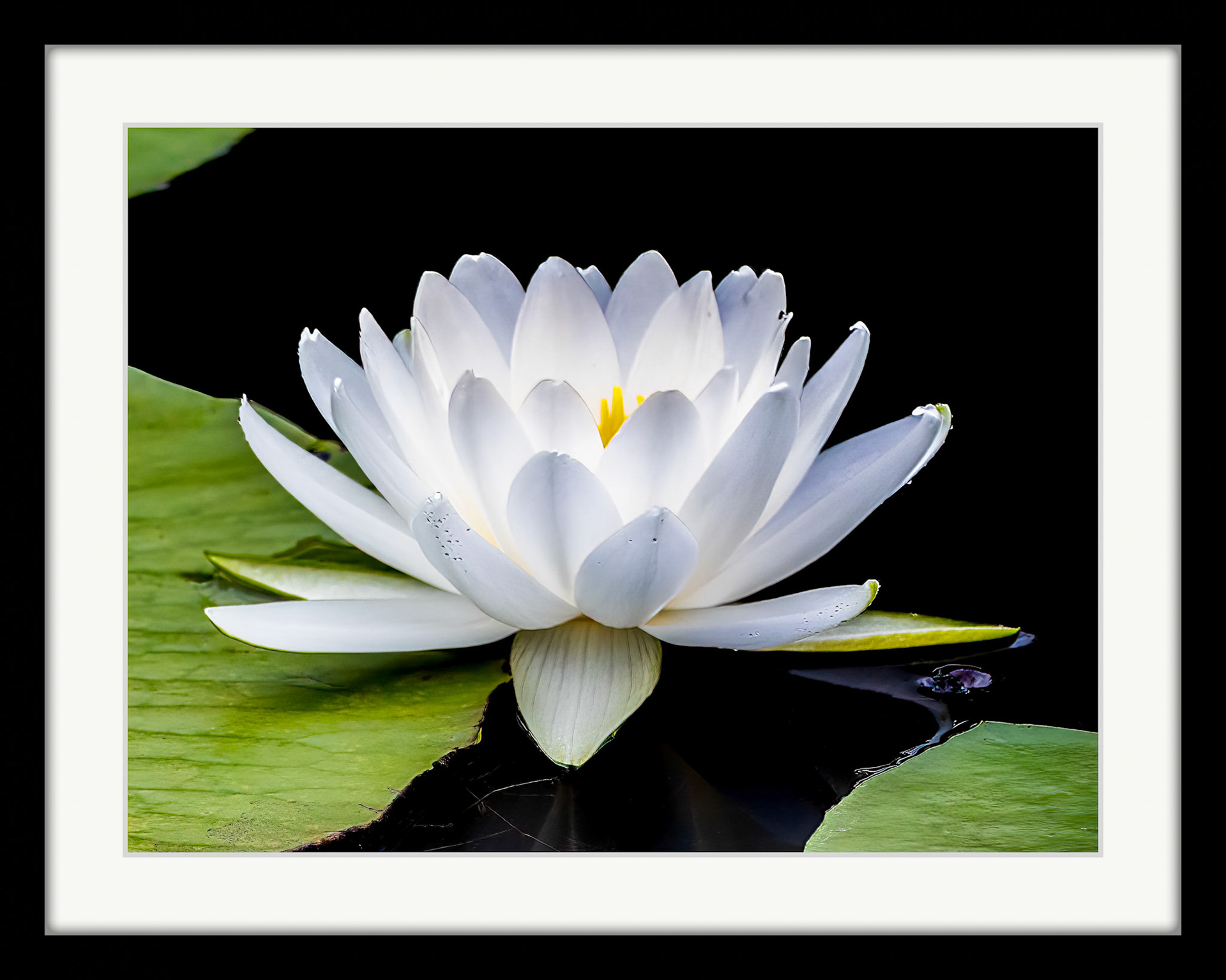 6612 White Water-lily