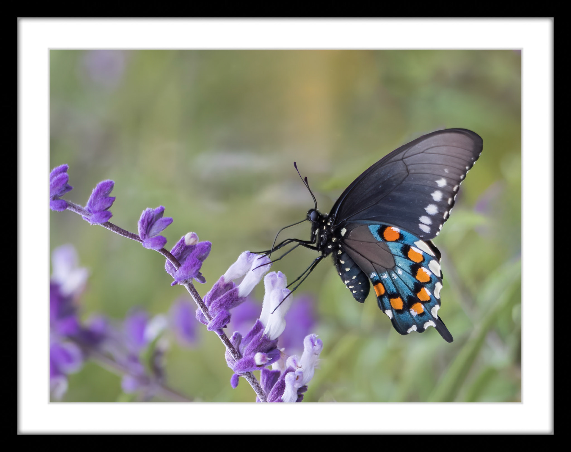 4479 Pipevine Swallowtail