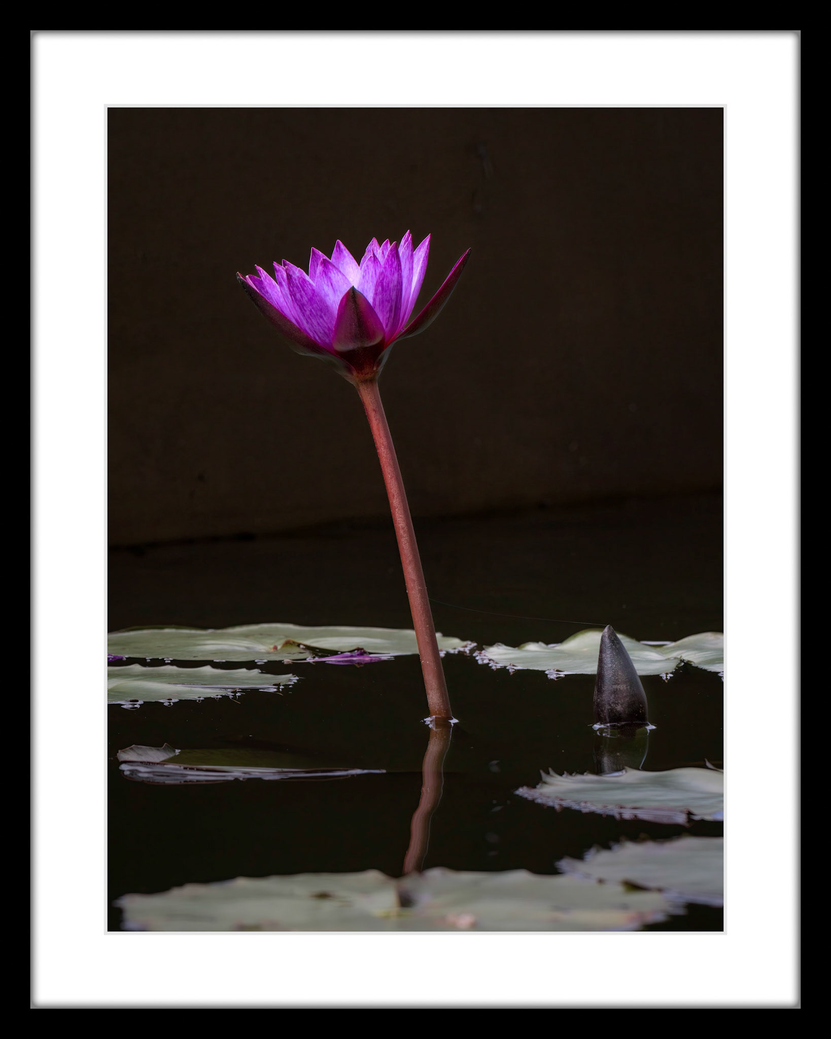 5071 Water Lilly