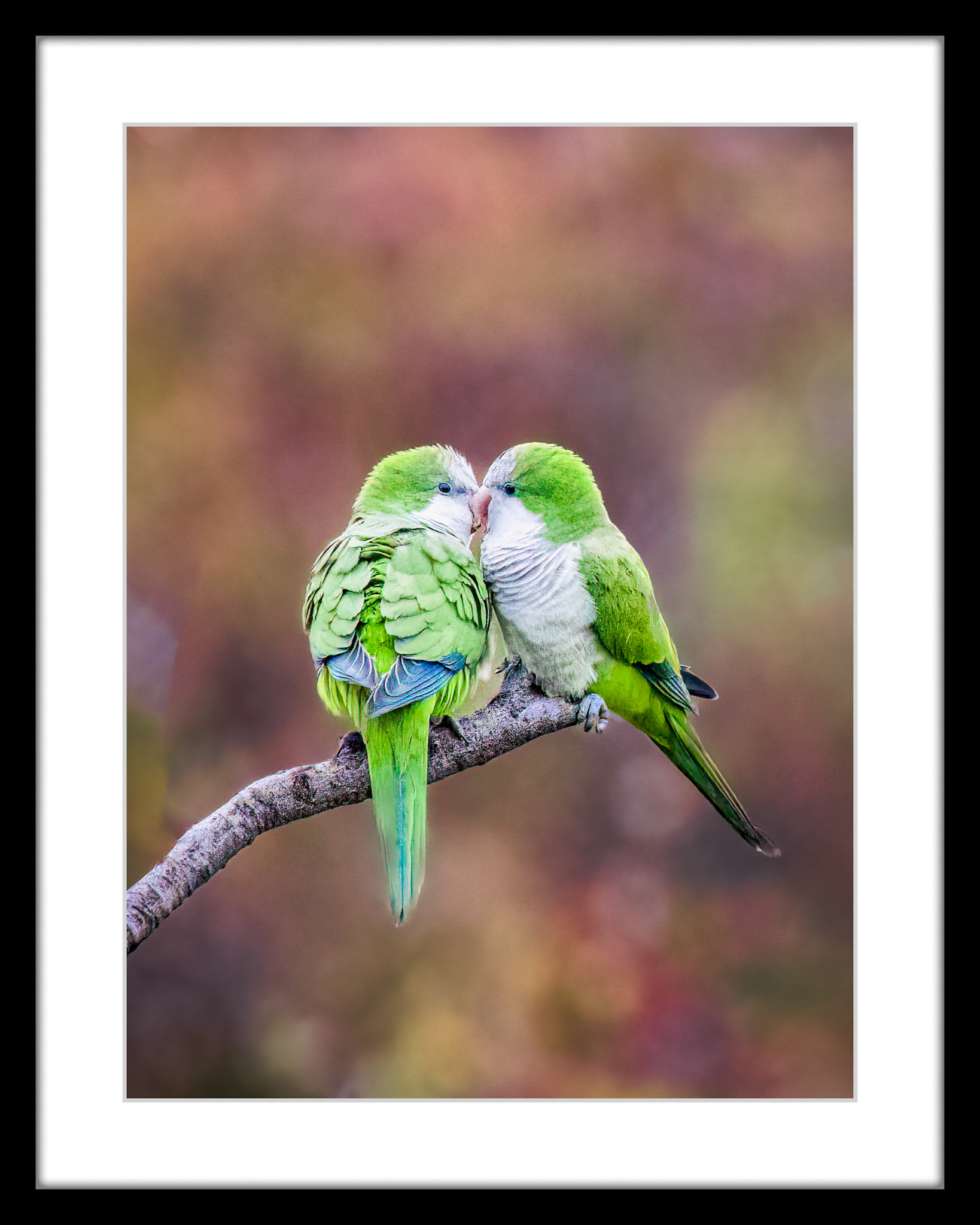 0207 Love Birds