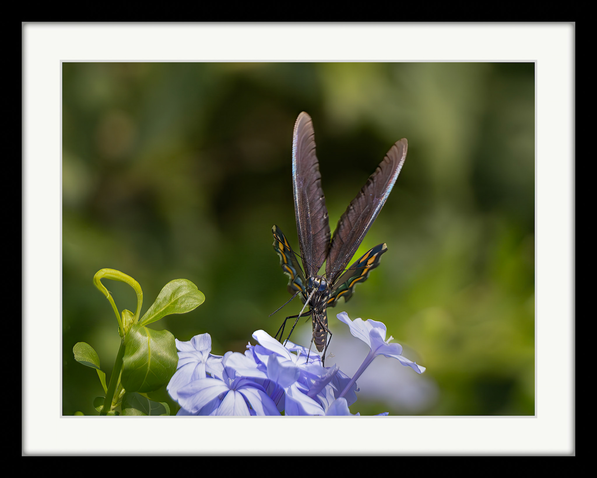 2366 Pipevine Swallowtail