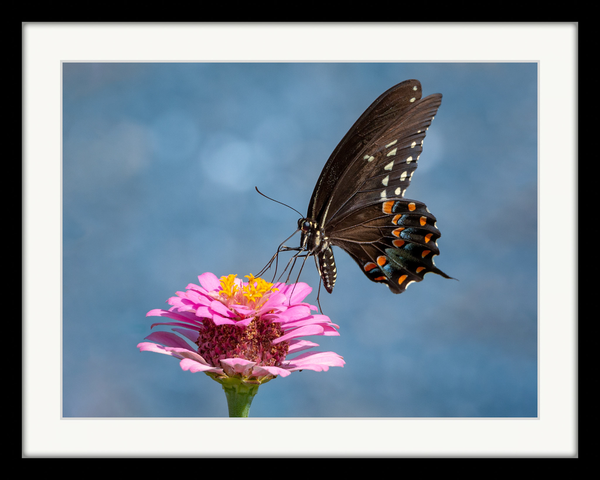 8627 Spicebush Swallowtail