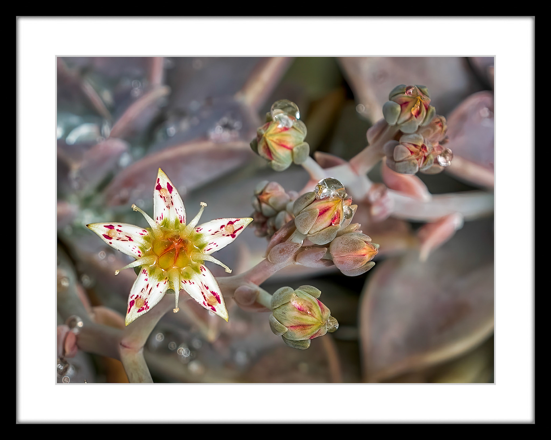 1234 Hens and Chicks