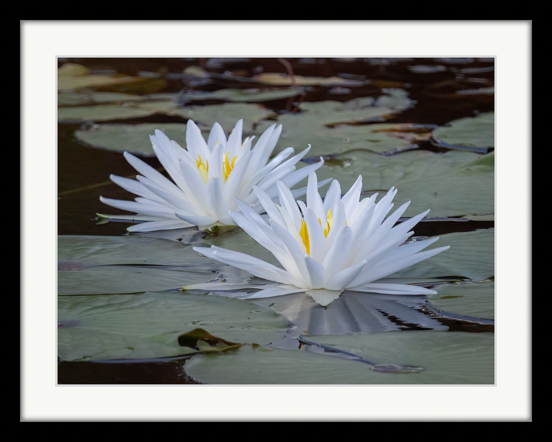 5359 Water Lily