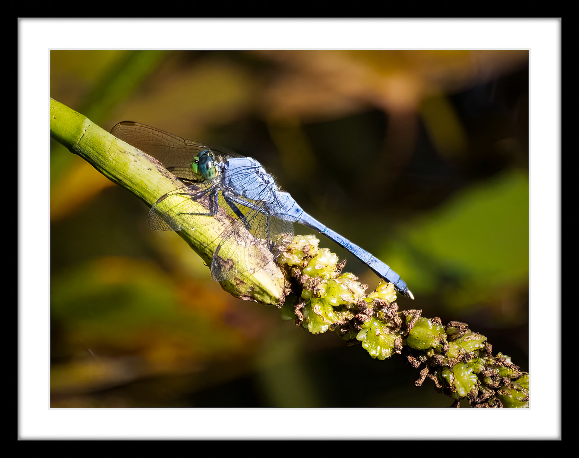 3045 Dragonfly