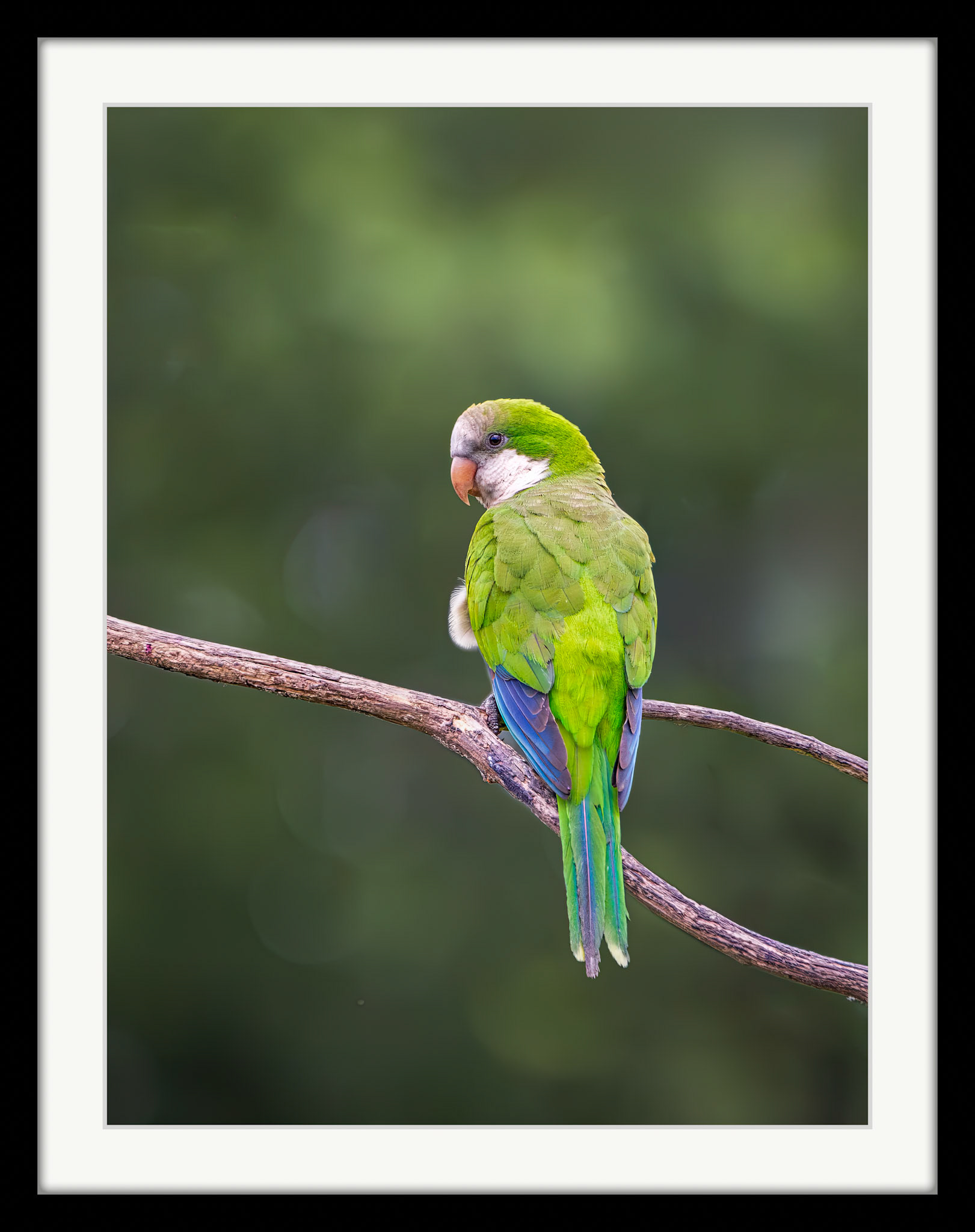 6680 Monk Parakeet