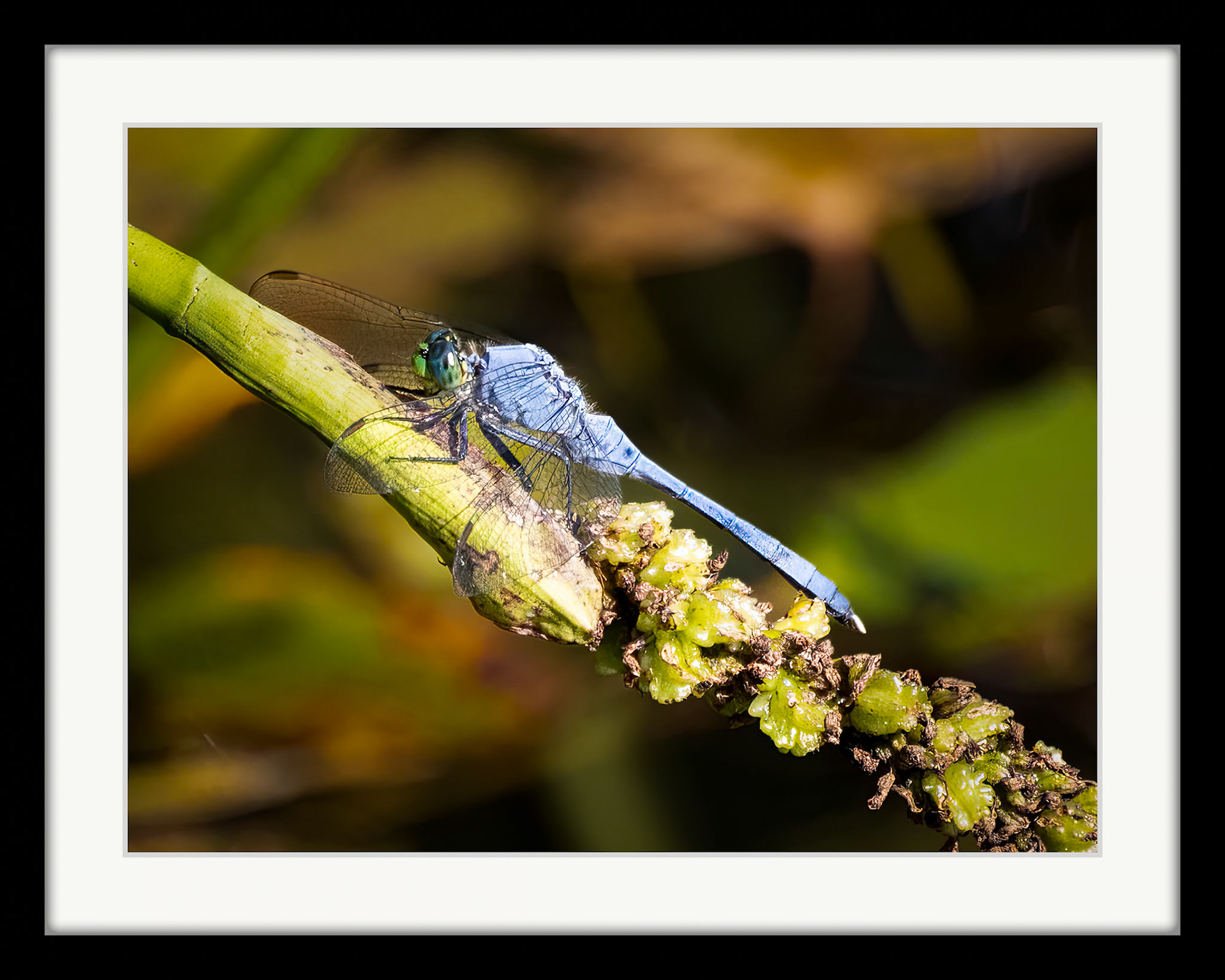 3045 Dragonfly