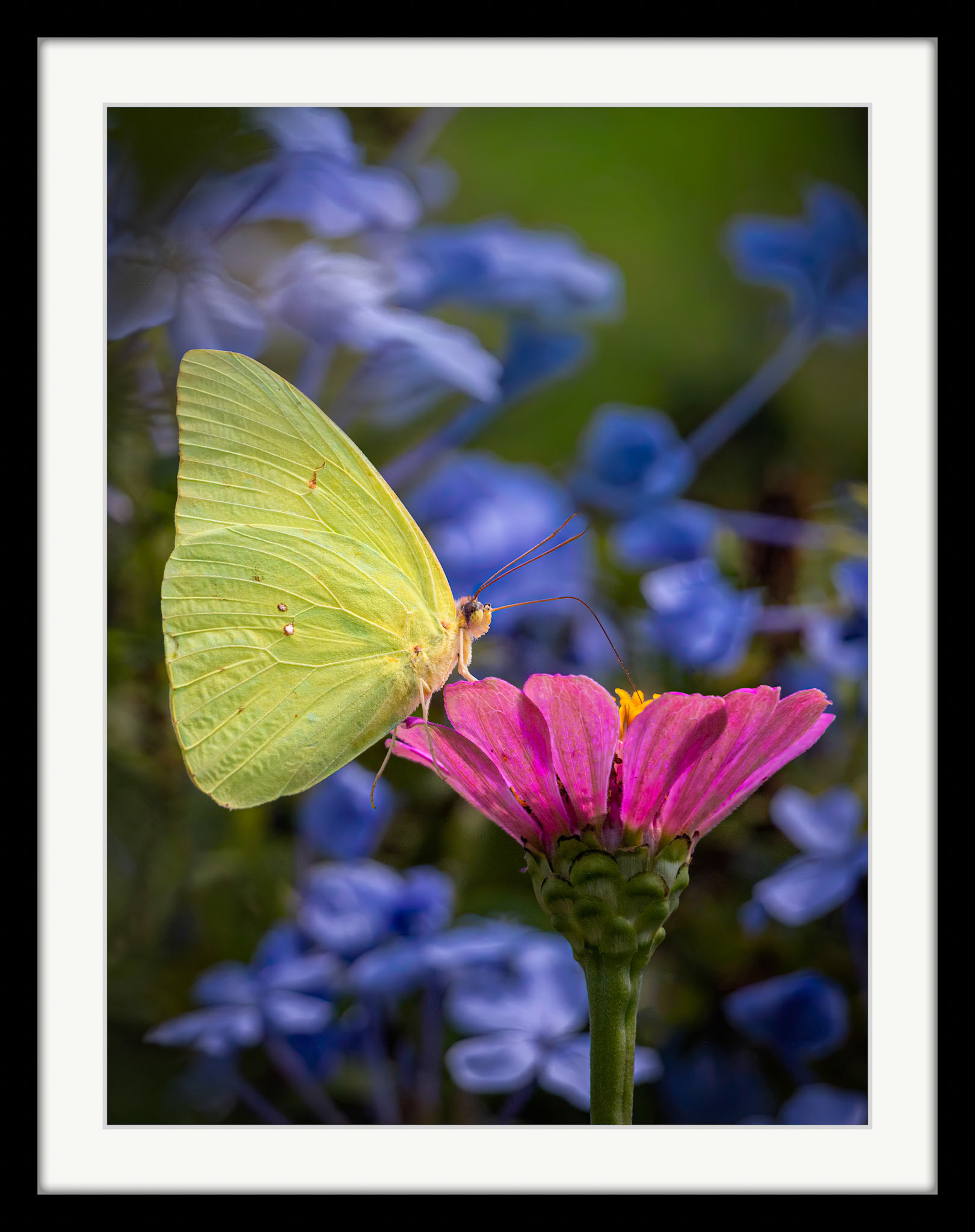 4275 Cloudless Sulphur