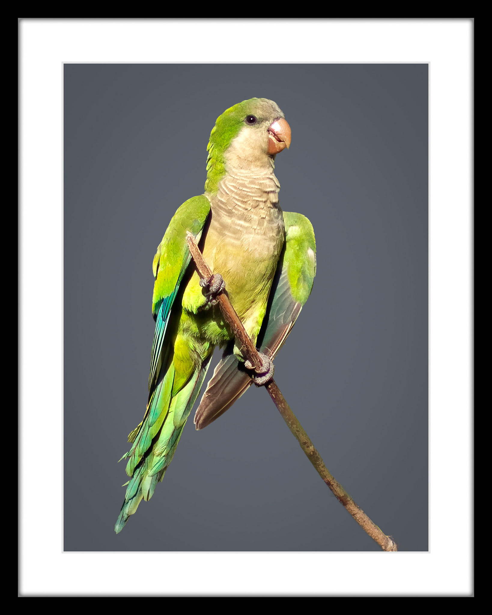 5390 Monk Parakeet