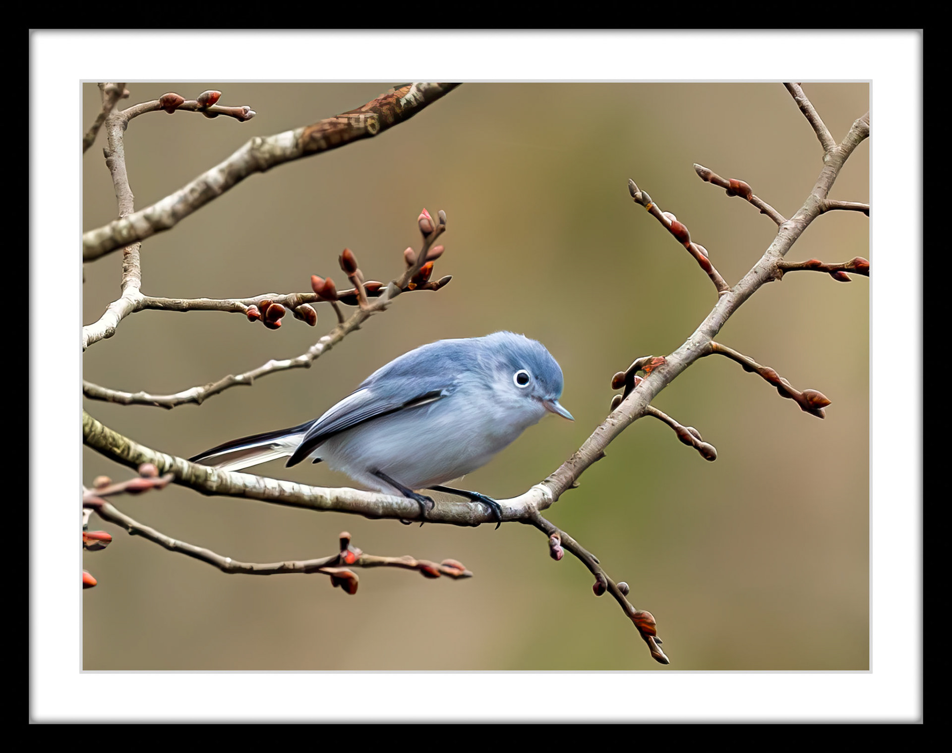 4874 Blue-Gray Gnatcatcher