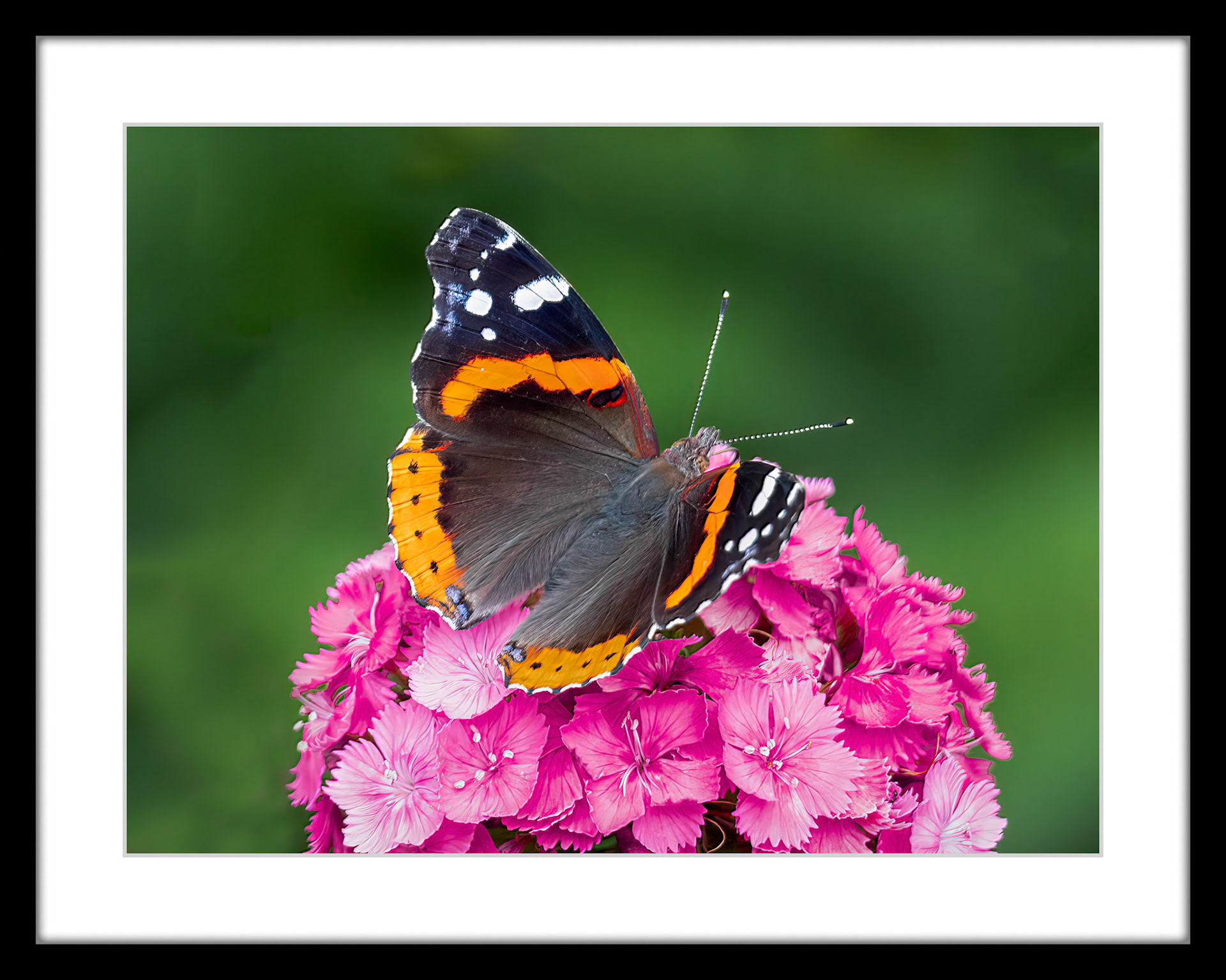 6562 Red Admiral