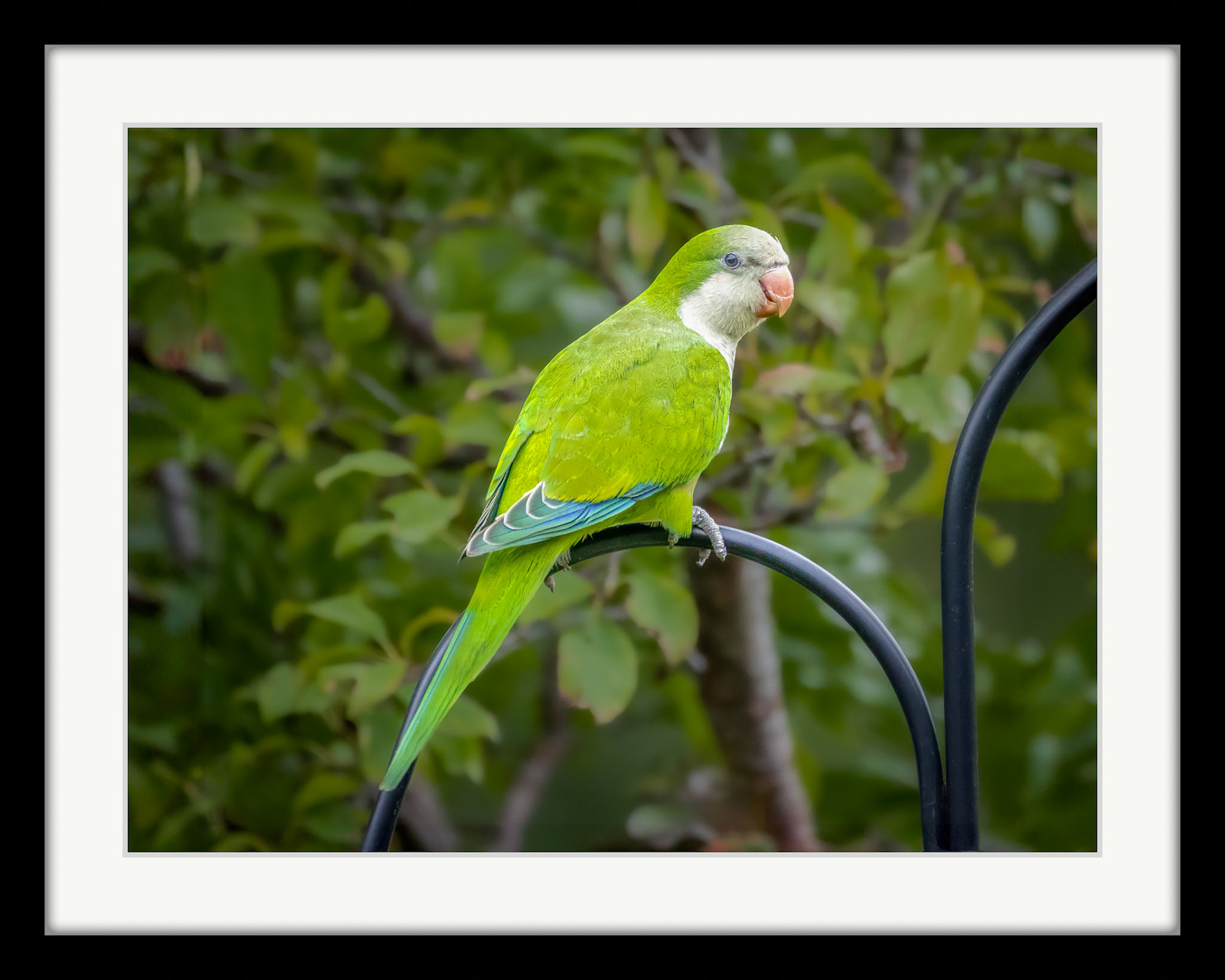 4956 Monk Parakeet