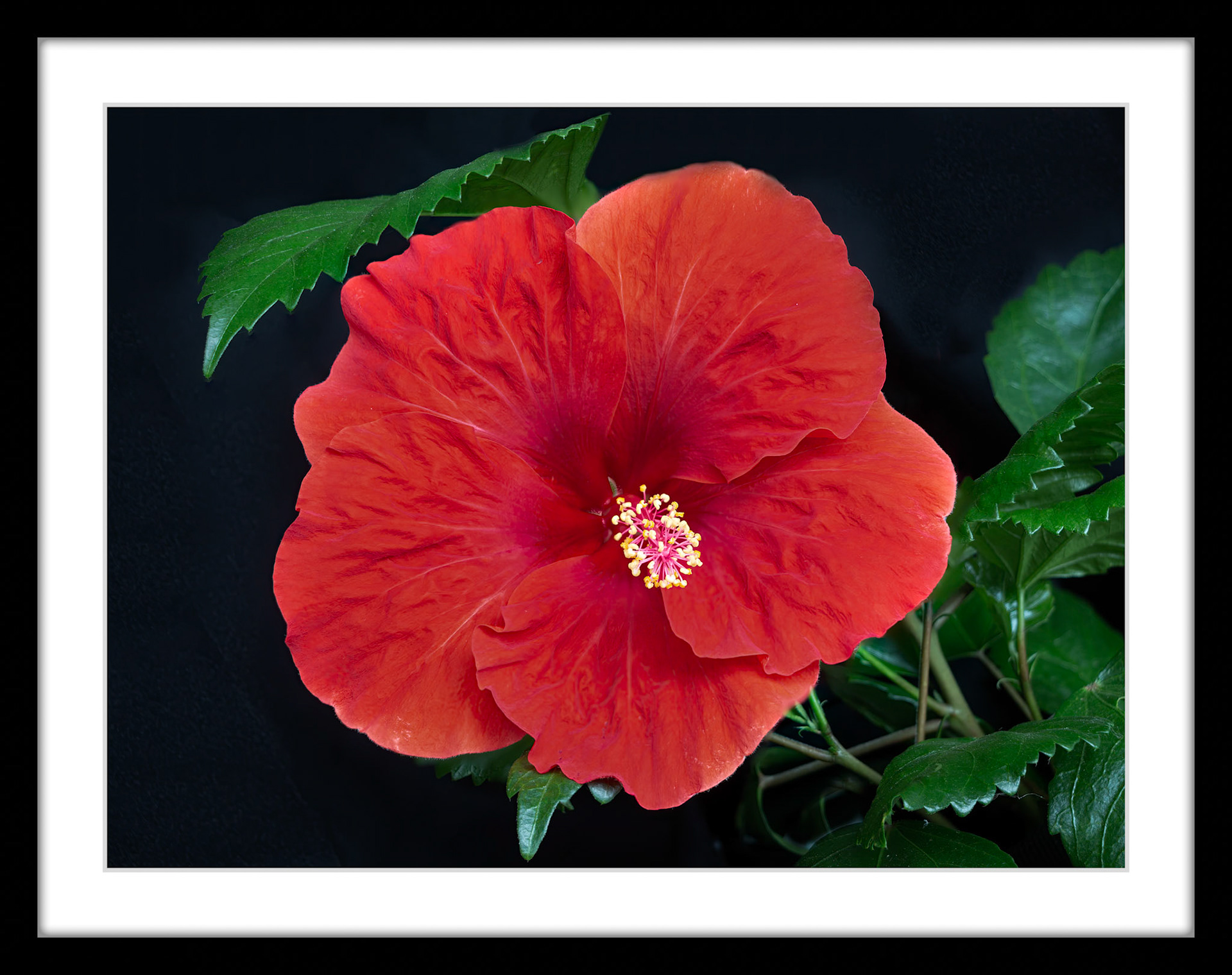 4164 Red Hibiscus