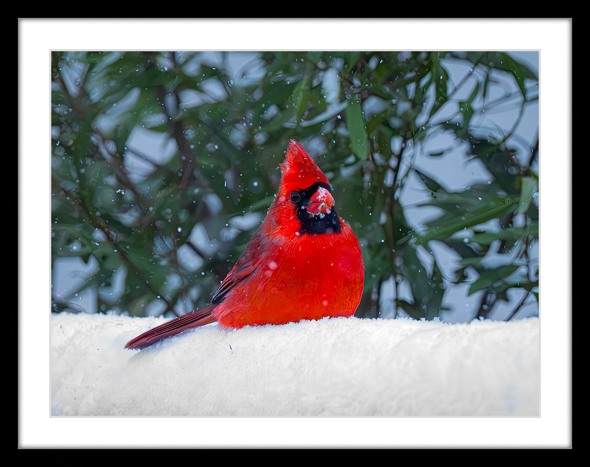 0508 Cardinal