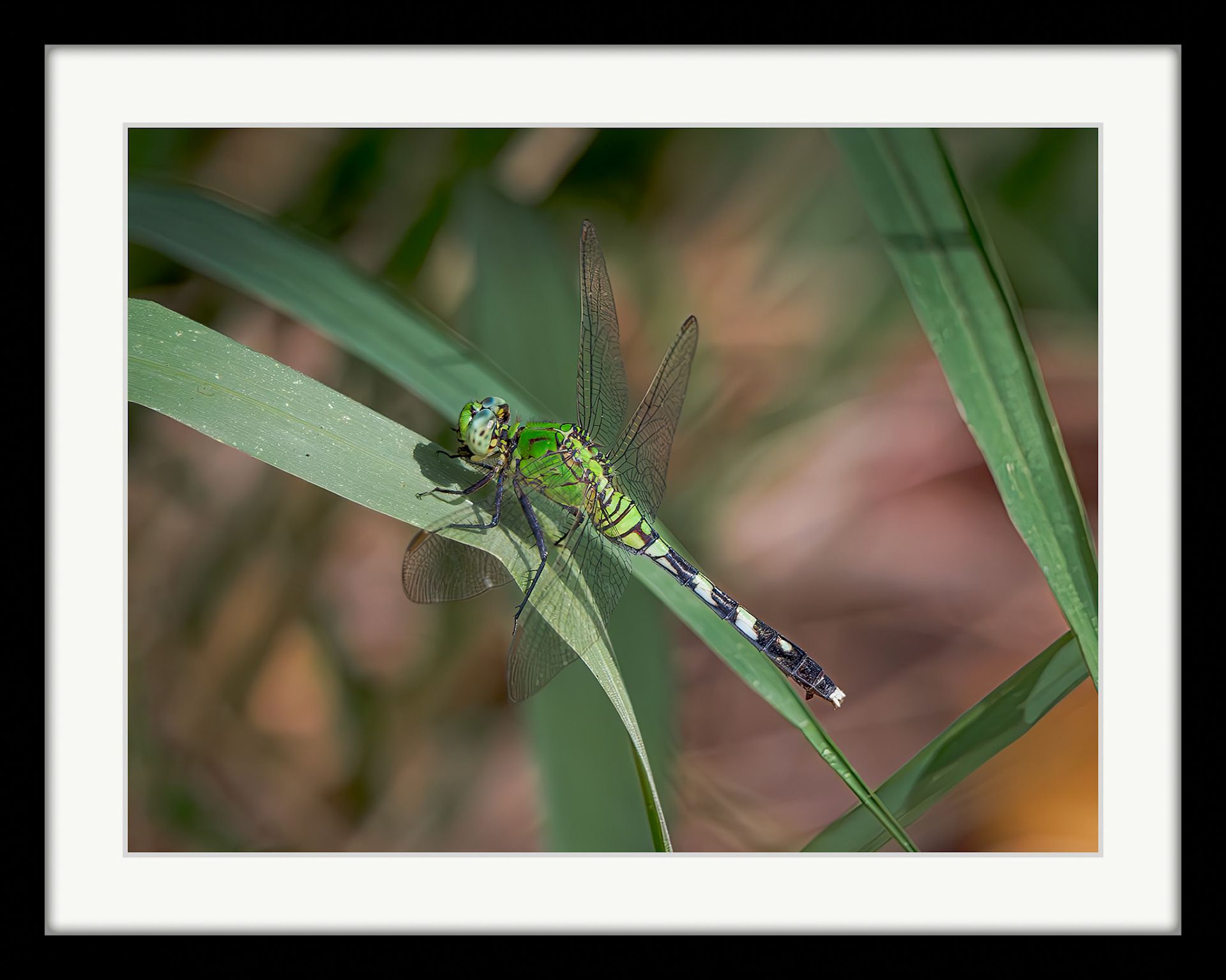 1574 Eastern Pondhawk