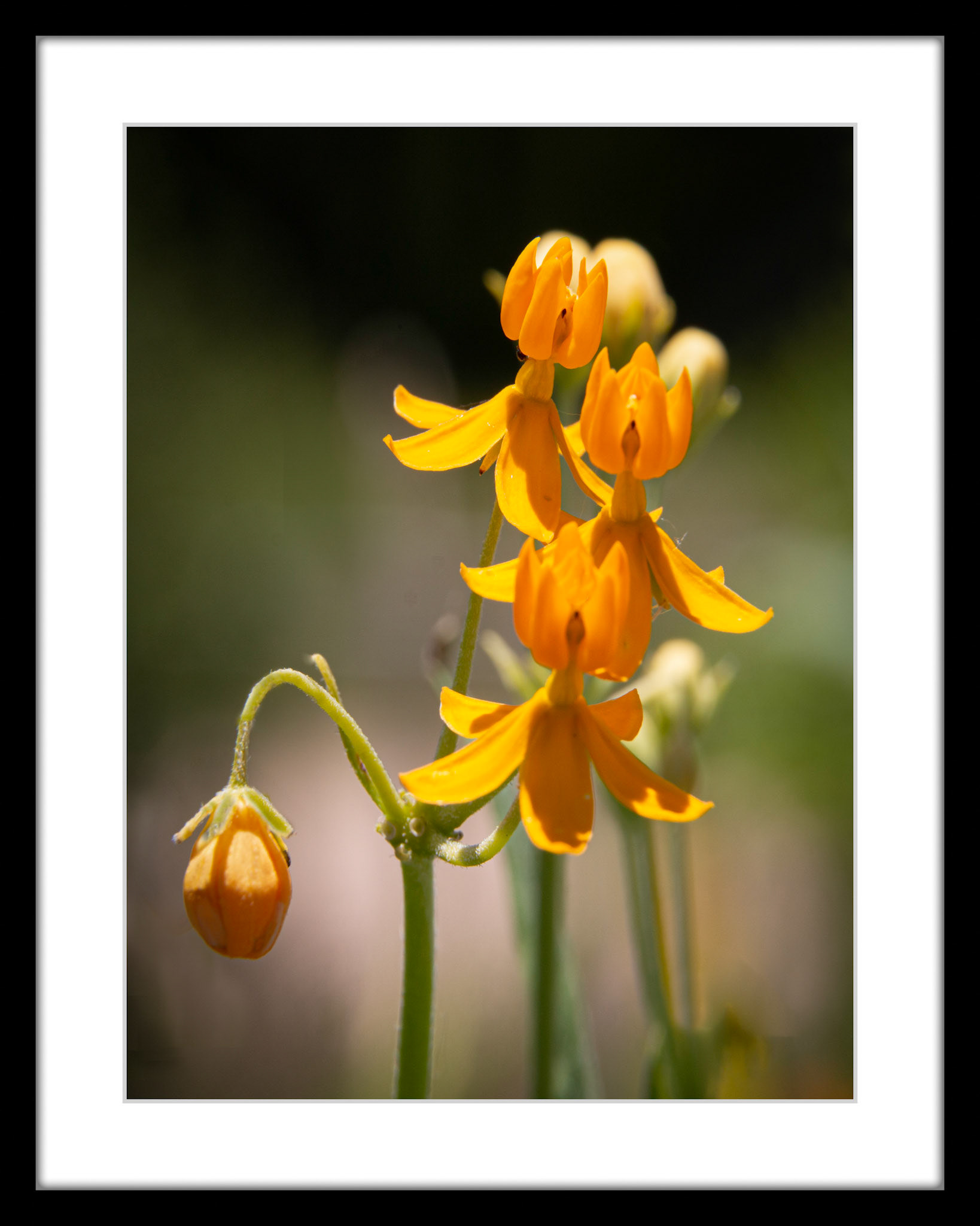 3105 In My Garden
