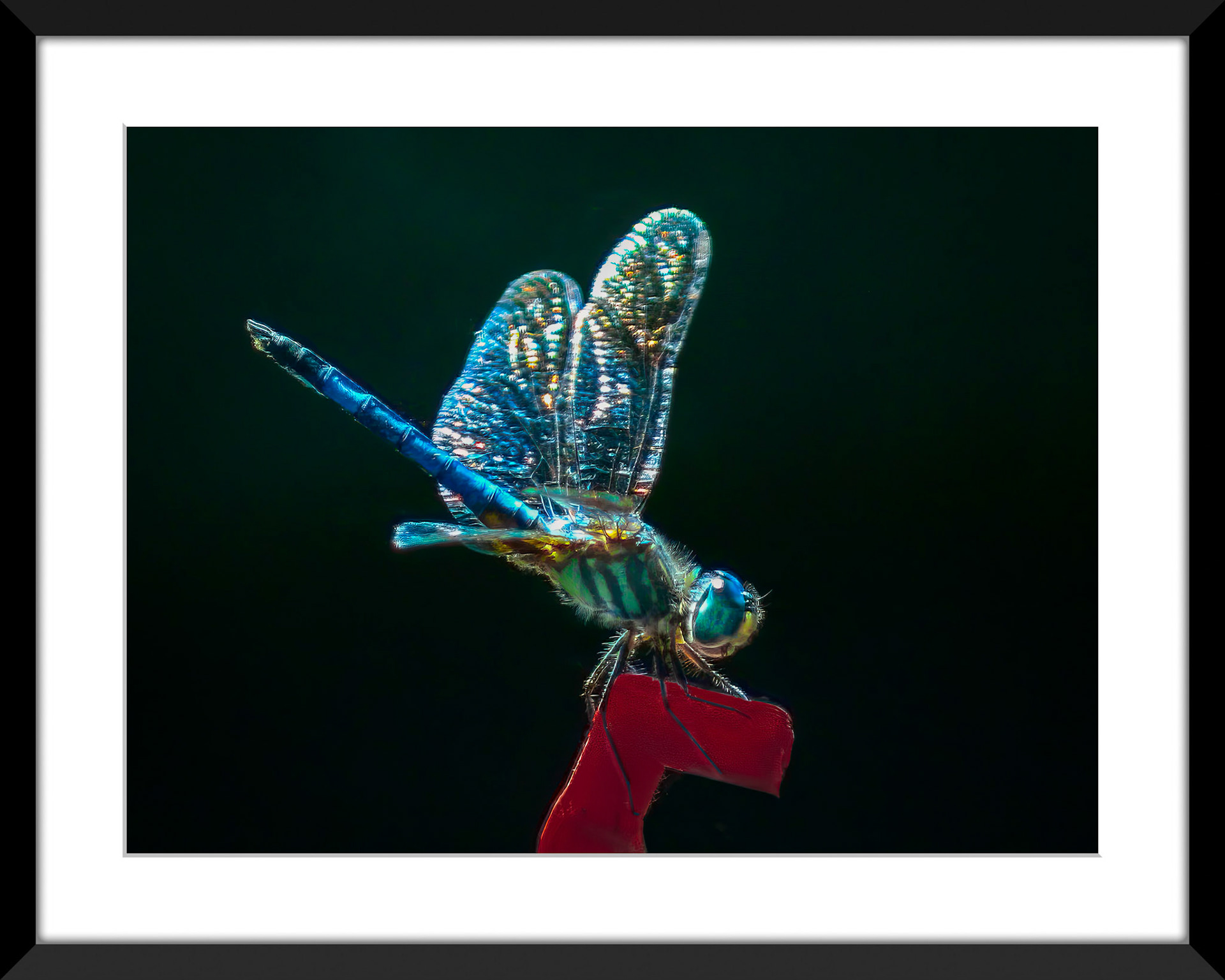 1921 Blue Dasher