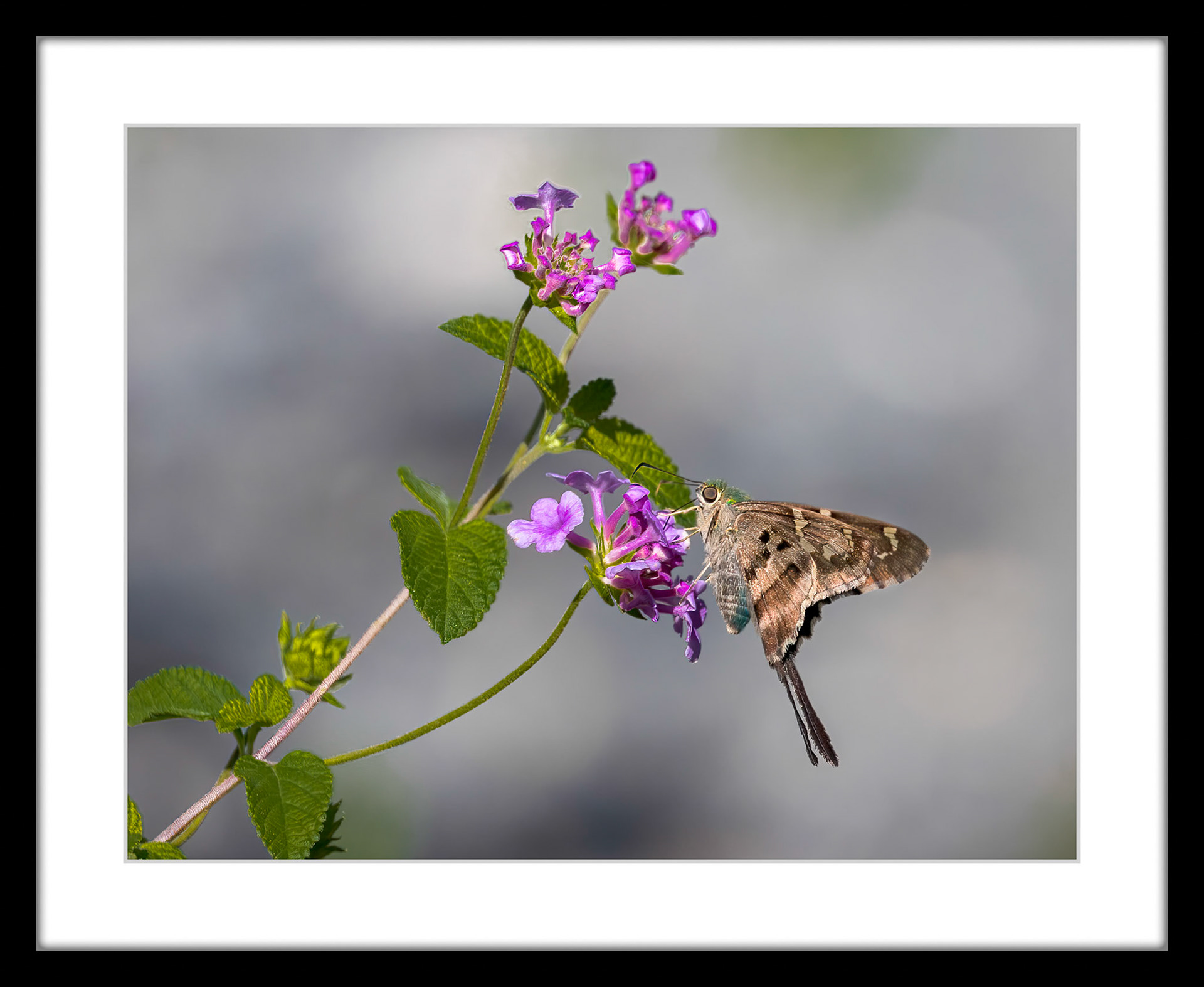 6408 Long-tailed skipper