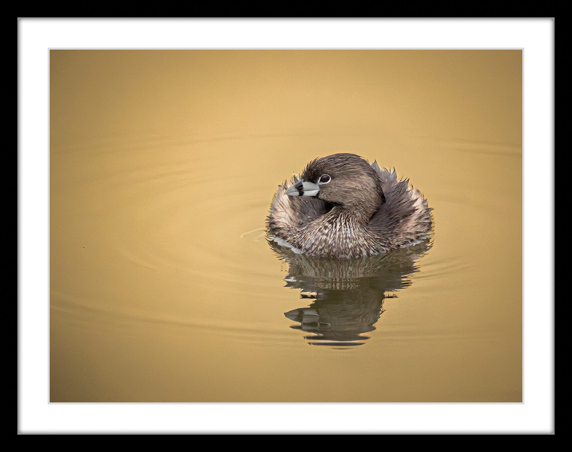 7351 Pied-billed Grebe