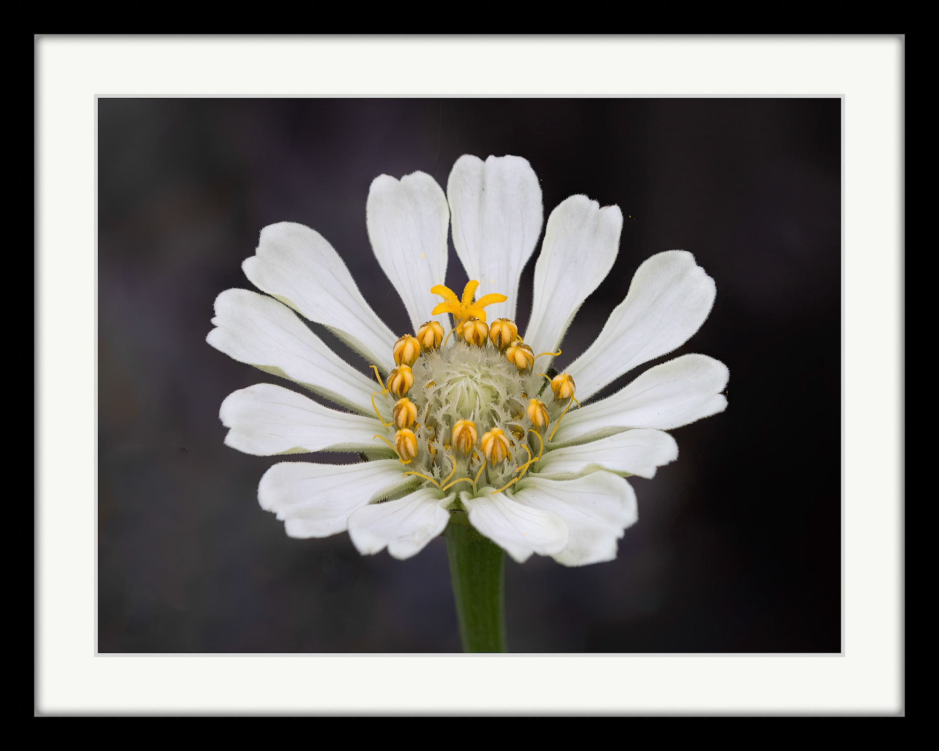 6945 Cosmos