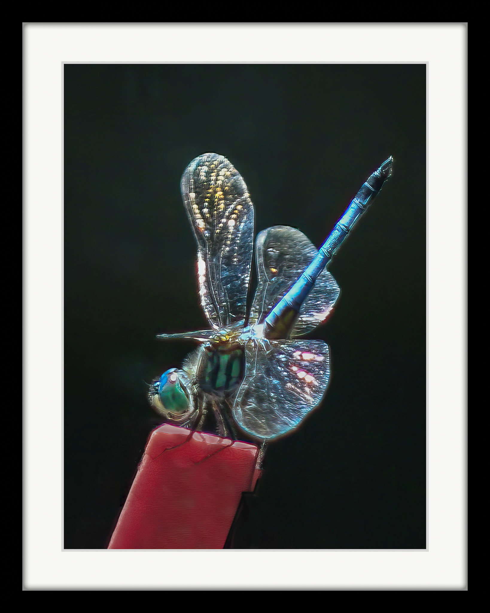 2124 Blue dasher