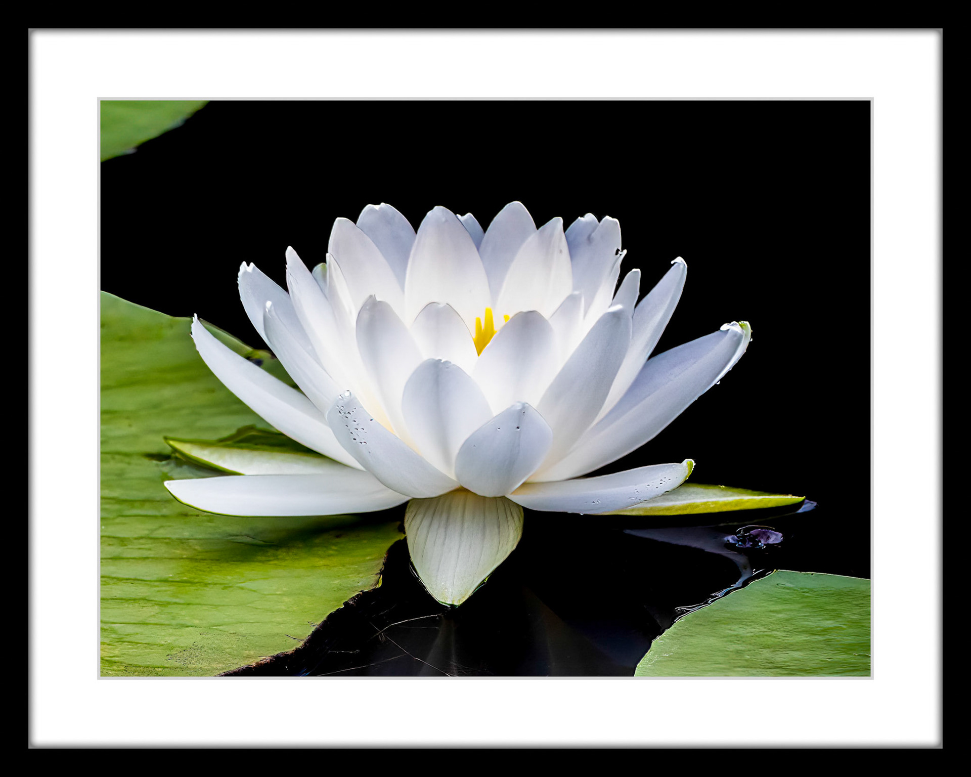 6612 White Water-lily