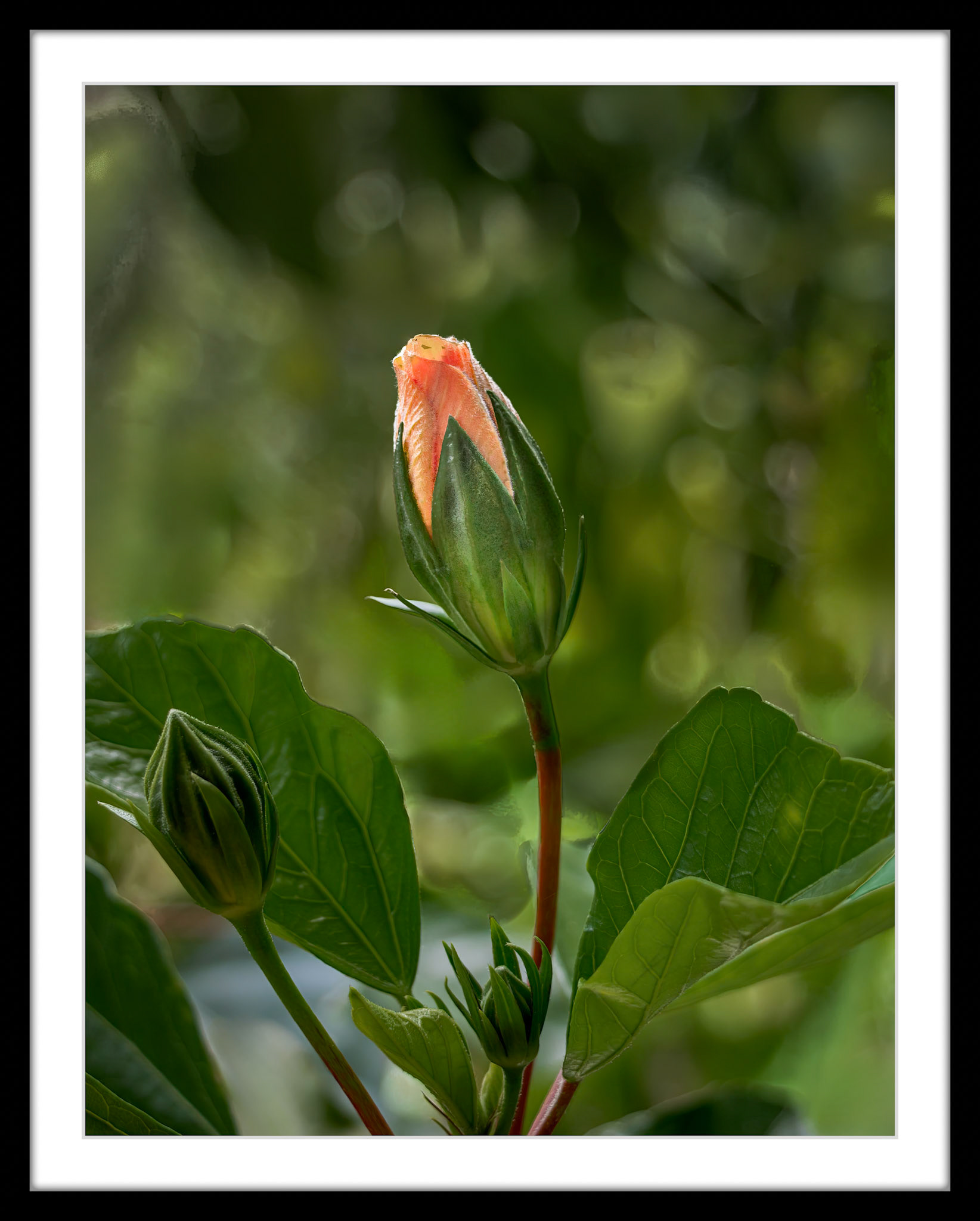 4174 Hibiscus Bud
