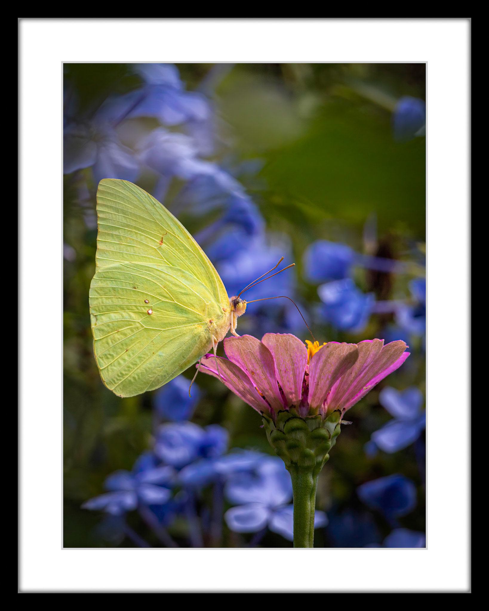 4275 Cloudless Sulphur
